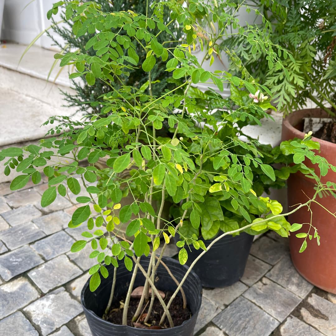 Moringa Tree Live Plant in 4 Inc Pot, 6"-12" Malunggay Drumstick Trees, Horseradish Herb Moringa Plants, Deciduous Tree