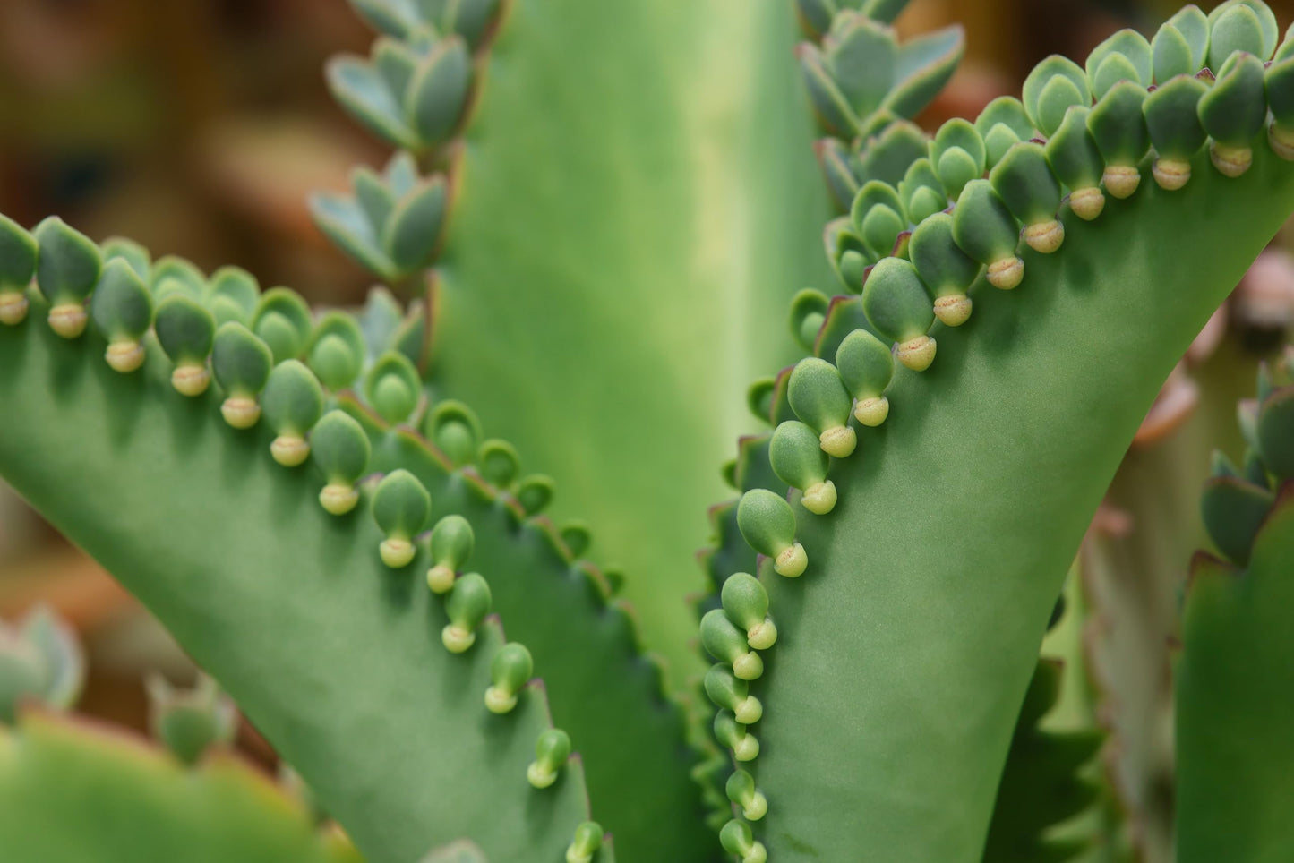 Organic Mother of Millions Plant (Kalanchoe laetvirens) Live Plant in 2.5 inch Pot | Amazing Succulent Easy-to-Grow by Smoke Camp Crafts