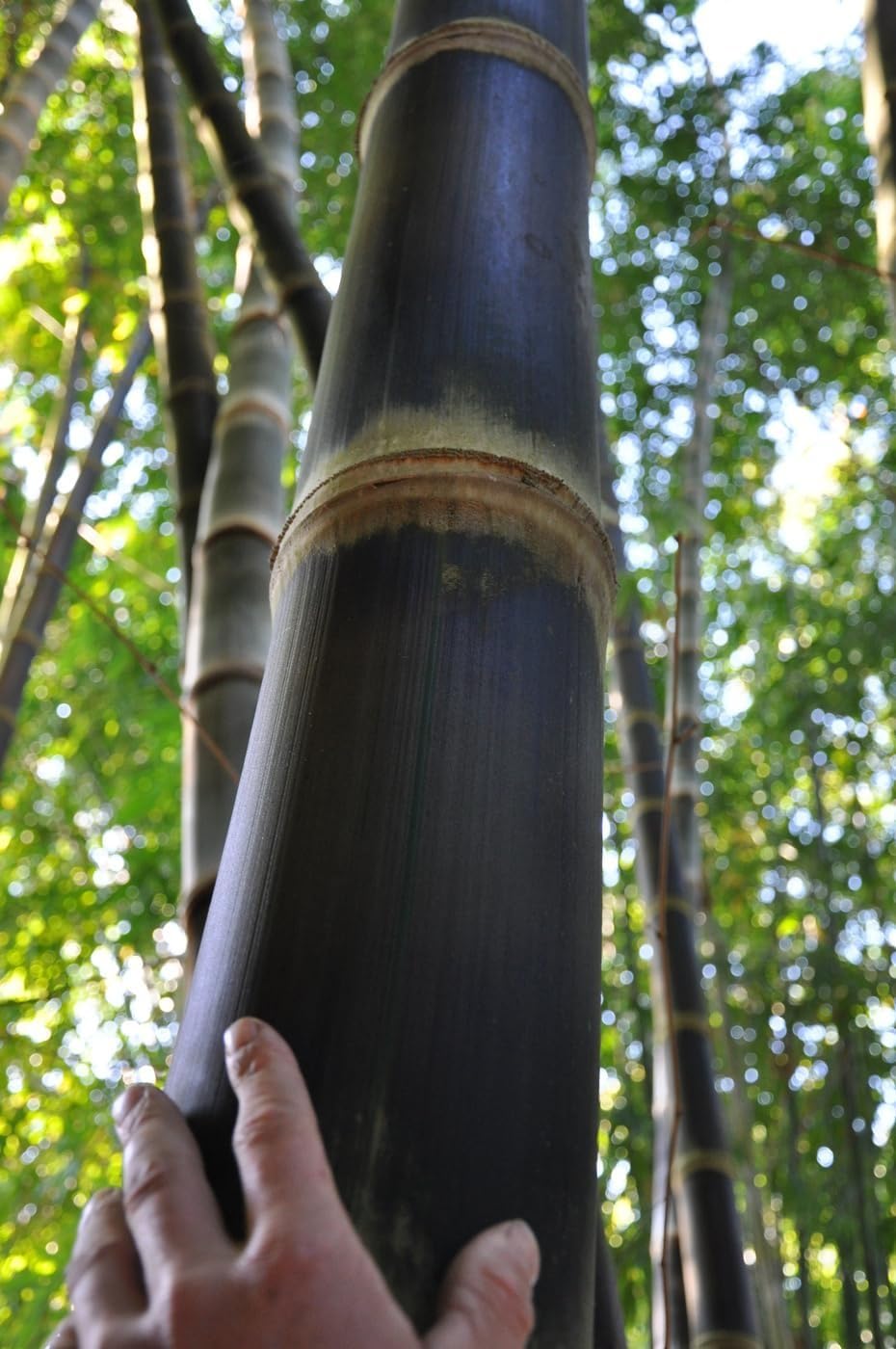 Black Bamboo | Dendrocalamus Asper Hitam | 1 Live Gallon Size Plant | Exotic Tropical Decor | Fast Growing Privacy Screen | Unique & Hardy