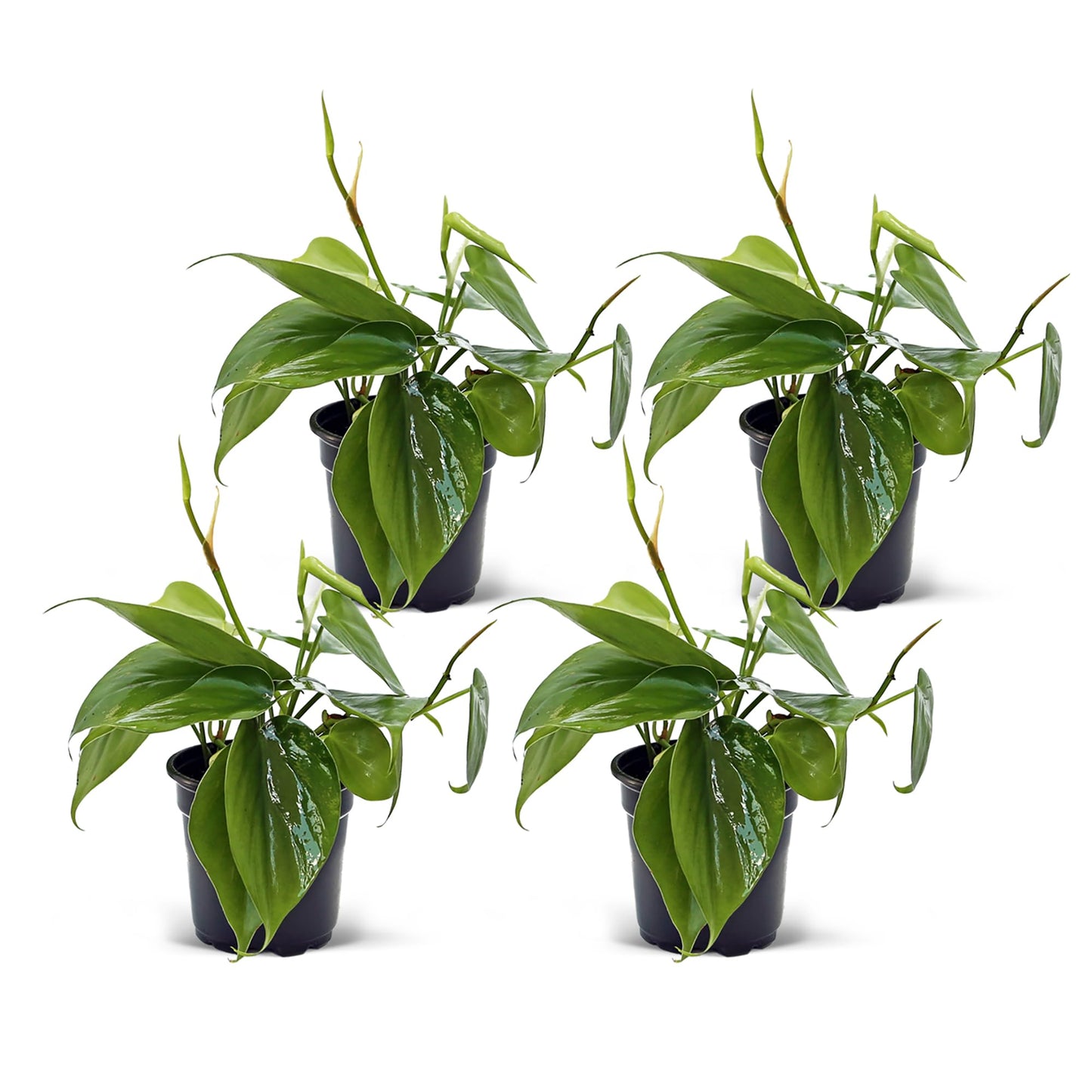 4 Pack Live Heartleaf Green Philodendron, Philodendron Hederaceum, Indoor Potted Vine Houseplant, Christmas Gift, Office Plant, Trailing Gardening Gift, Birthday Gift in 4" Pot