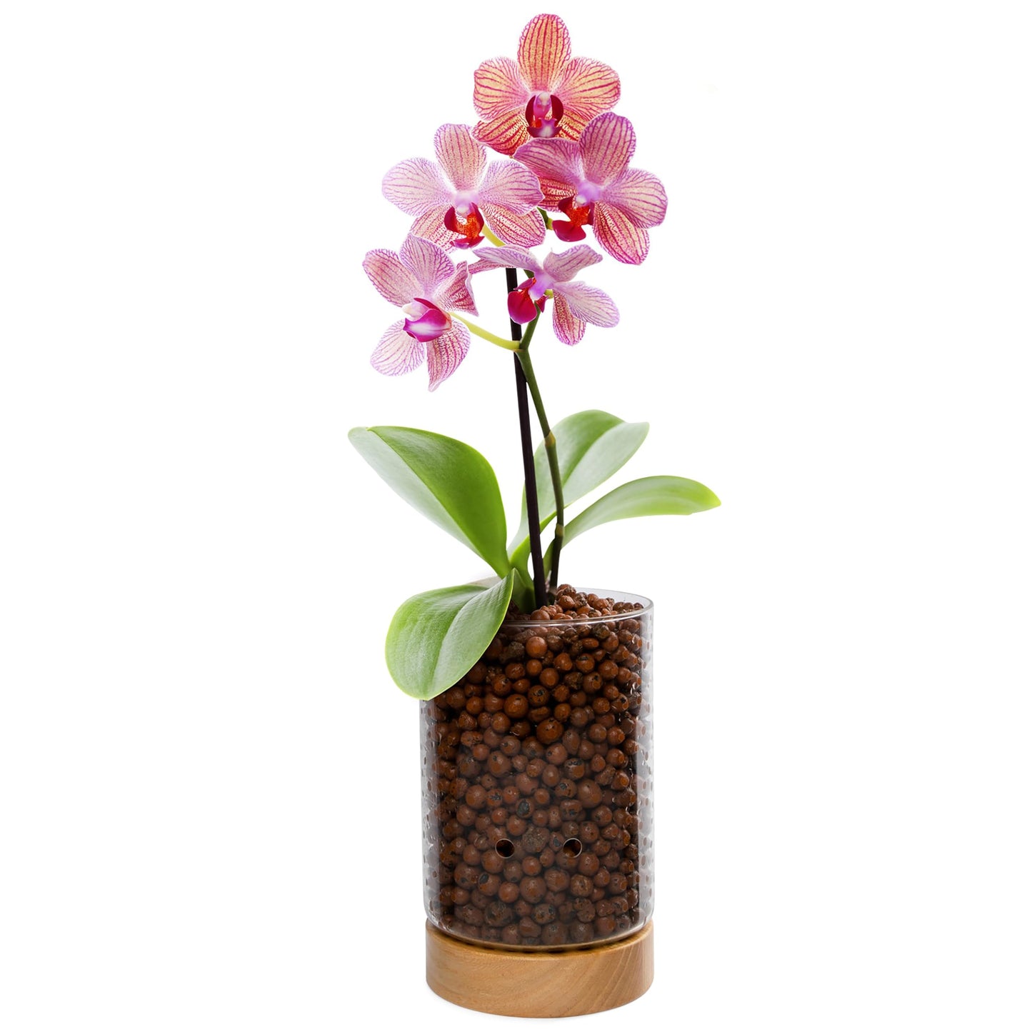 Pot & Pebble - C1 Glass Planter with Wooden Base - Indoor Glass Planter with Water Level Control Holes -Grow Plants in LECA Clay Pebbles/Similar Media - Semi Hydroponic Planter - Plant Cutting Holder