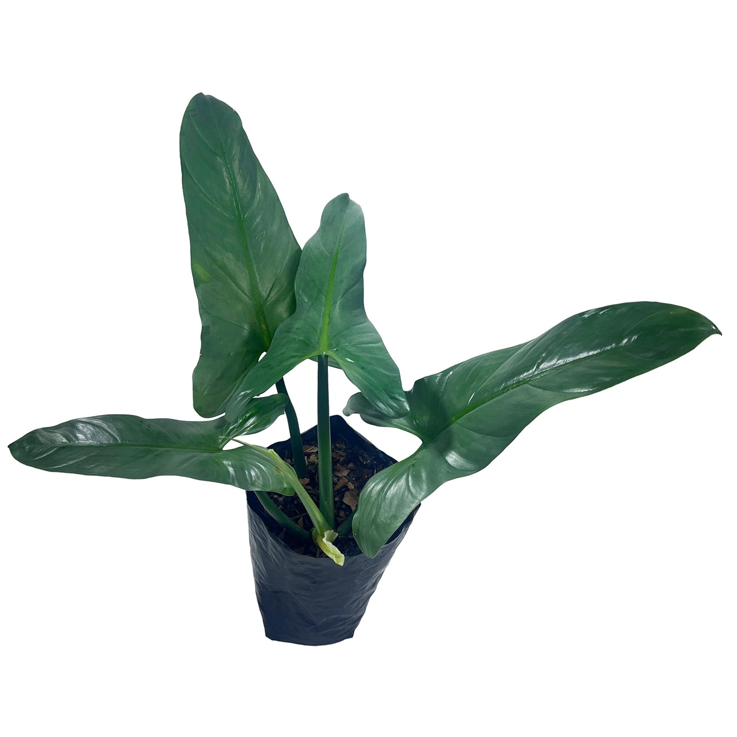 LEAL PLANTS ECUADOR Philodendron Hastatun 'Silver Sword', Stunning Metallic Sheen & Elegant Climbing Habit,Tropical Houseplant, Perfect for Home Decor, Unique Gift for Plant Lovers