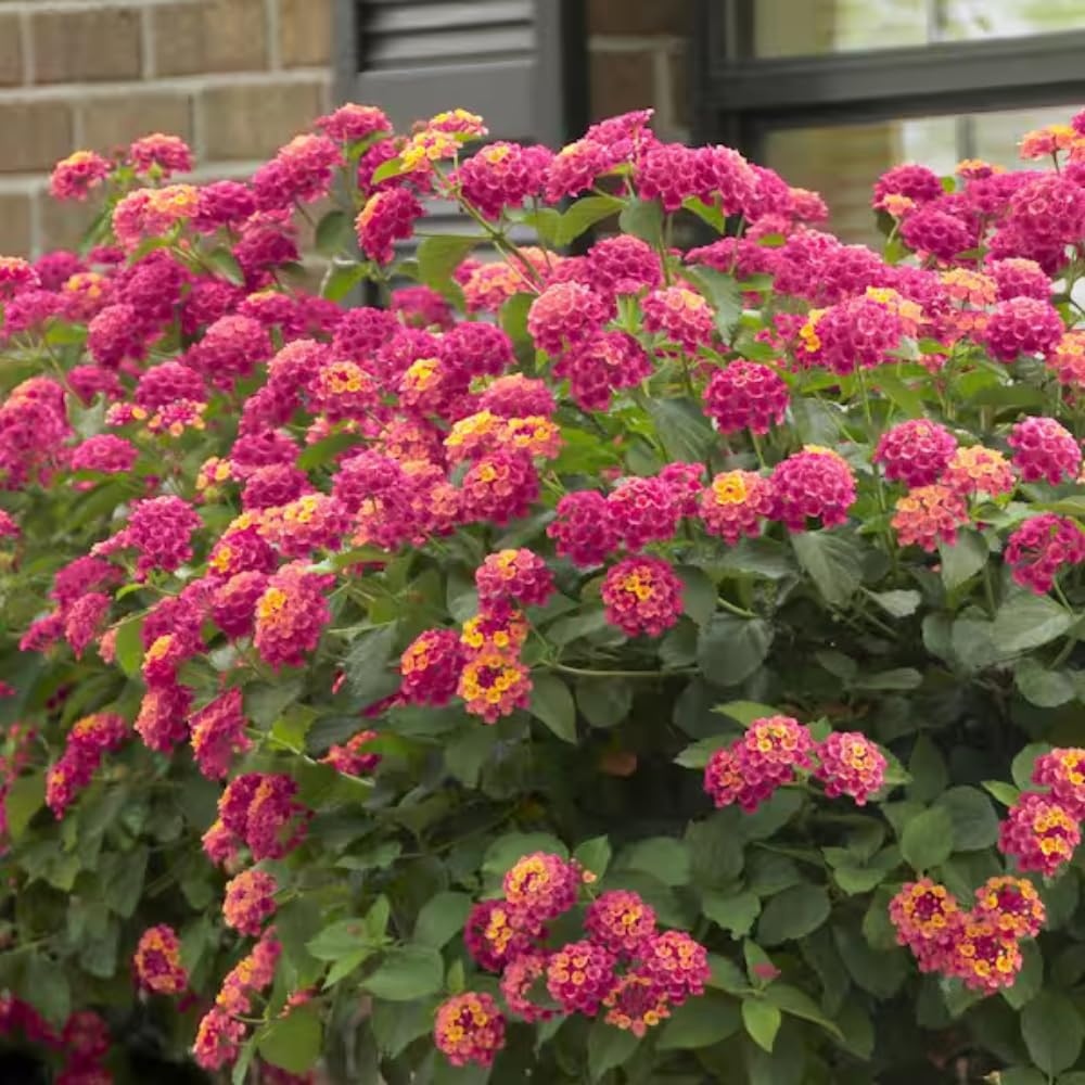 Set of 2 Lantana Plants Live, Trailing Lantana Plant, 4 to 6 Inch Tall for Planting Outdoors (Rose)