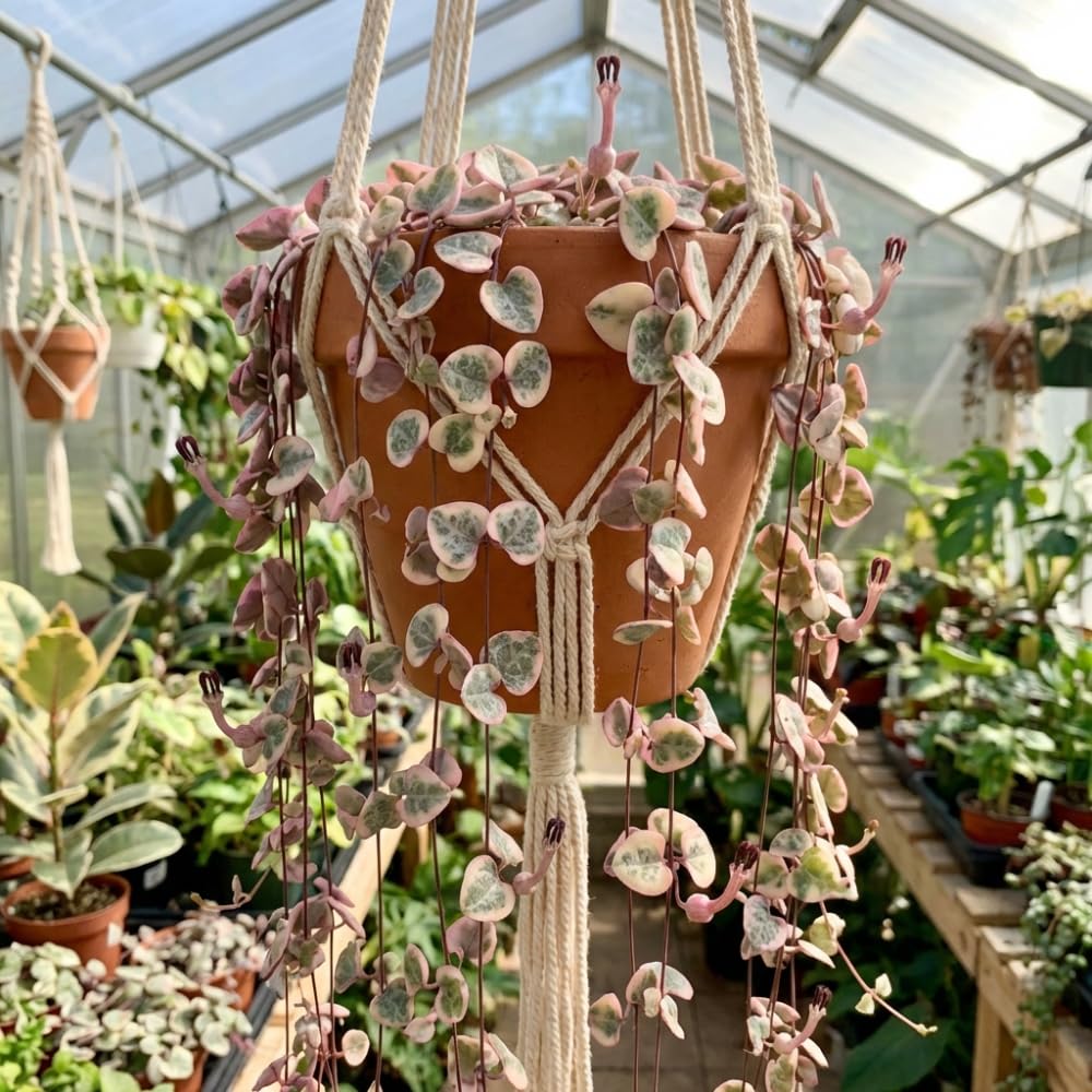 Variegated String of Hearts Plant Live Succulent 4 Inch Pot, Ceropegia Woodii Variegata, Hanging Plant for Home Office Decor, 4-7 Inch Tall