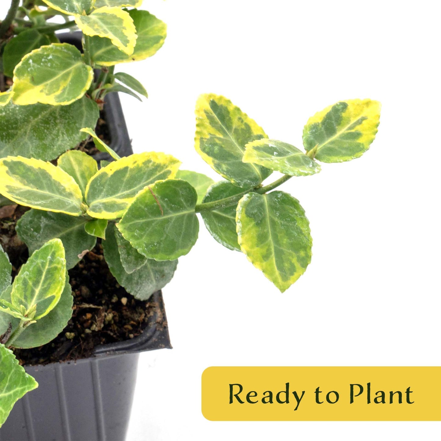 6 Green ‘n’ Gold Euonymus – Variegated Evergreen Shrub for Groundcover, Borders & Low Hedges (Euonymus fortunei ‘Emerald ‘n’ Gold’) in 3.5″ Cubes, Live Plants
