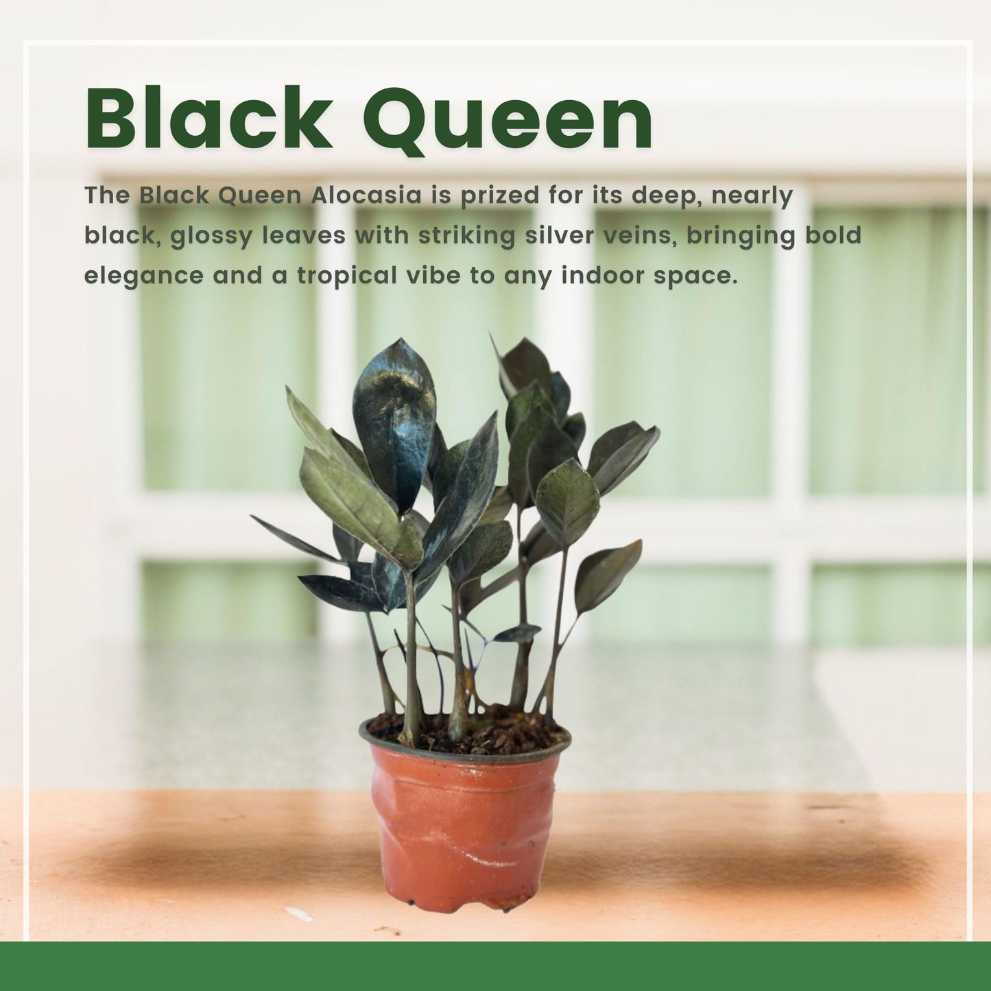 Live ZZ Plant Black Queen (Zamioculcas zamiifolia) in 4'' Pot – Rare Low-Light Indoor Houseplant with Deep Purple-Black Foliage, Similar to Raven ZZ – Easy to Grow Home & Office (Heat Pack Included)