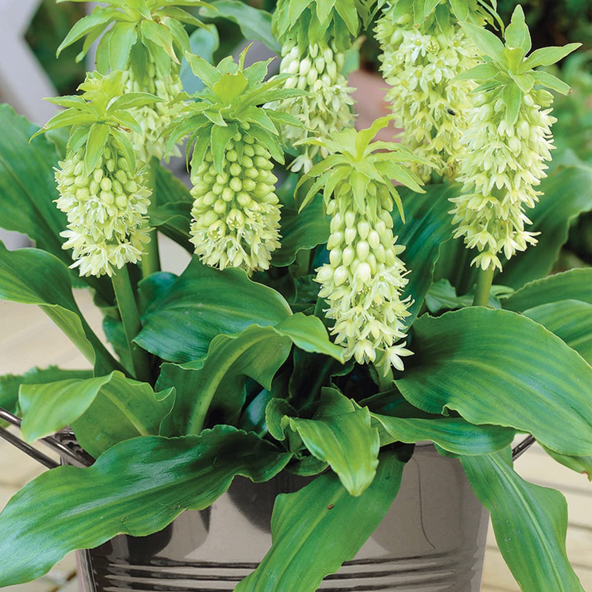 Van Zyverden Pineapple Lily with Stainless Metal Planter, Soil and Growers Pot
