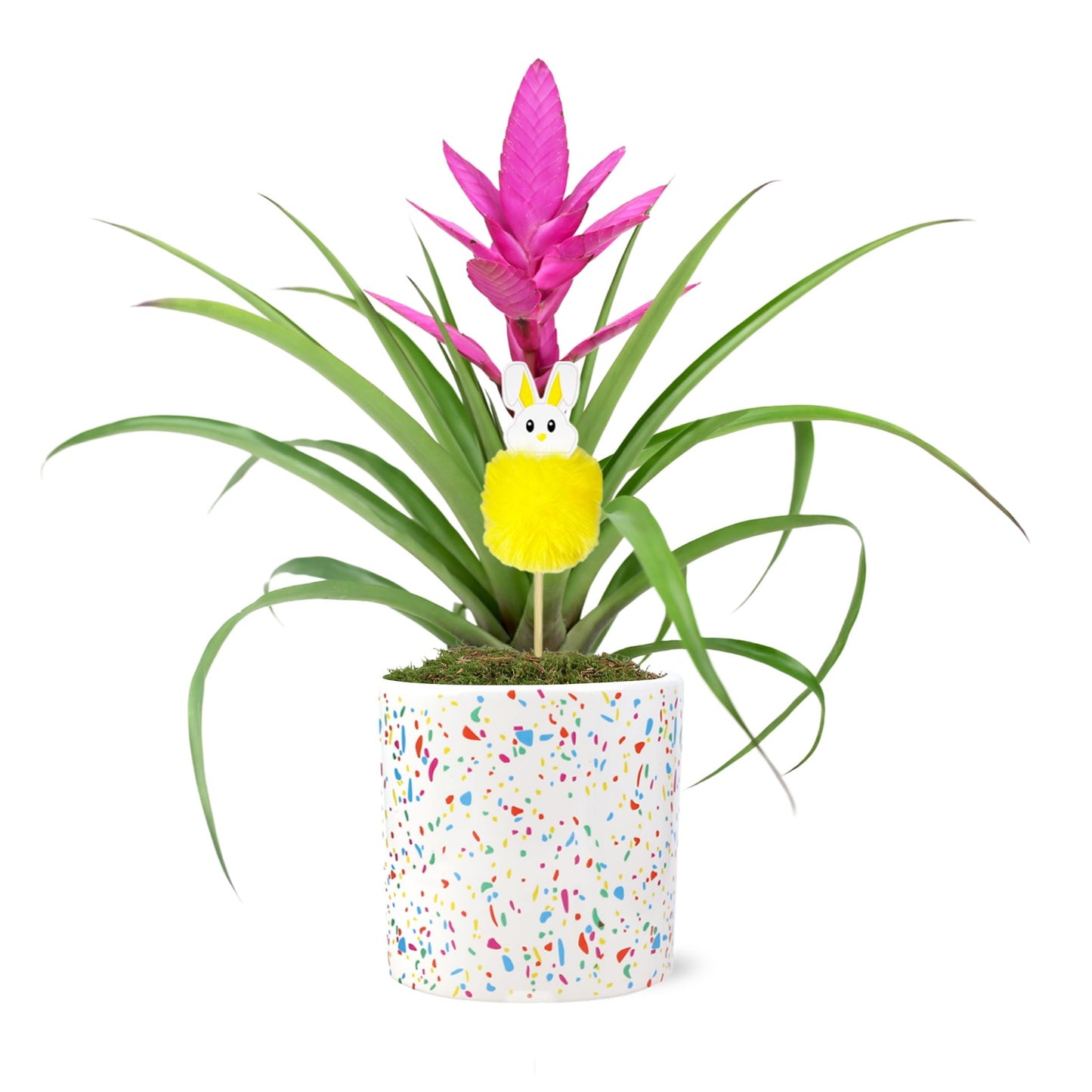 Green Circle Growers Pink Antonio Bromeliad in a 5" Terrazo Pot with Bunny Pick, Live Indoor Plants, House Plant