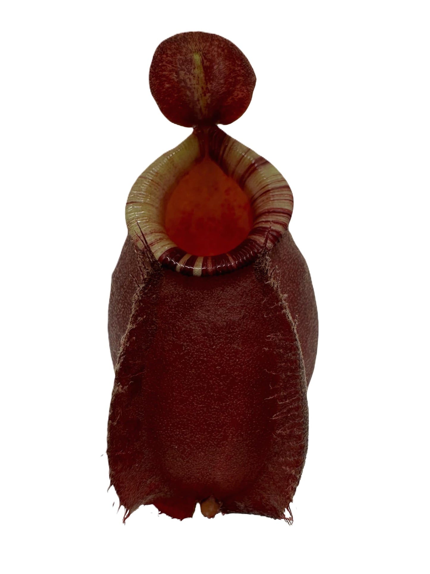 Set of 3 Nepenthes Carnivorous Pitcher Plants in 2” Pot (Briggsiana, Rebecca Soper, and Ventricosa X Ampullaria 'Black Miracle')