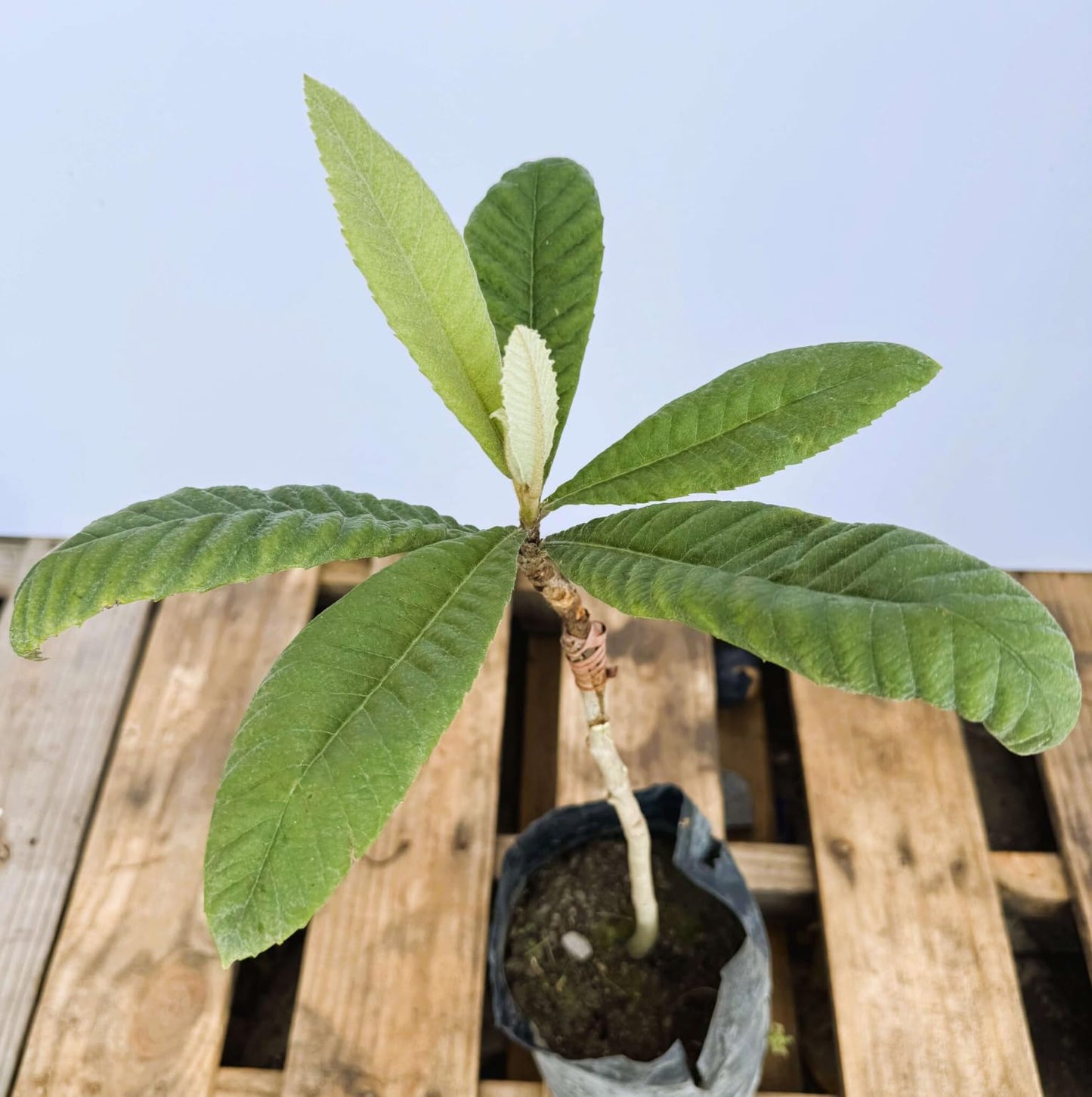 Grafted Loquat (Eriobotrya Japonica) Tropical Plantae Live Fruit Tree 2′-3′ feet