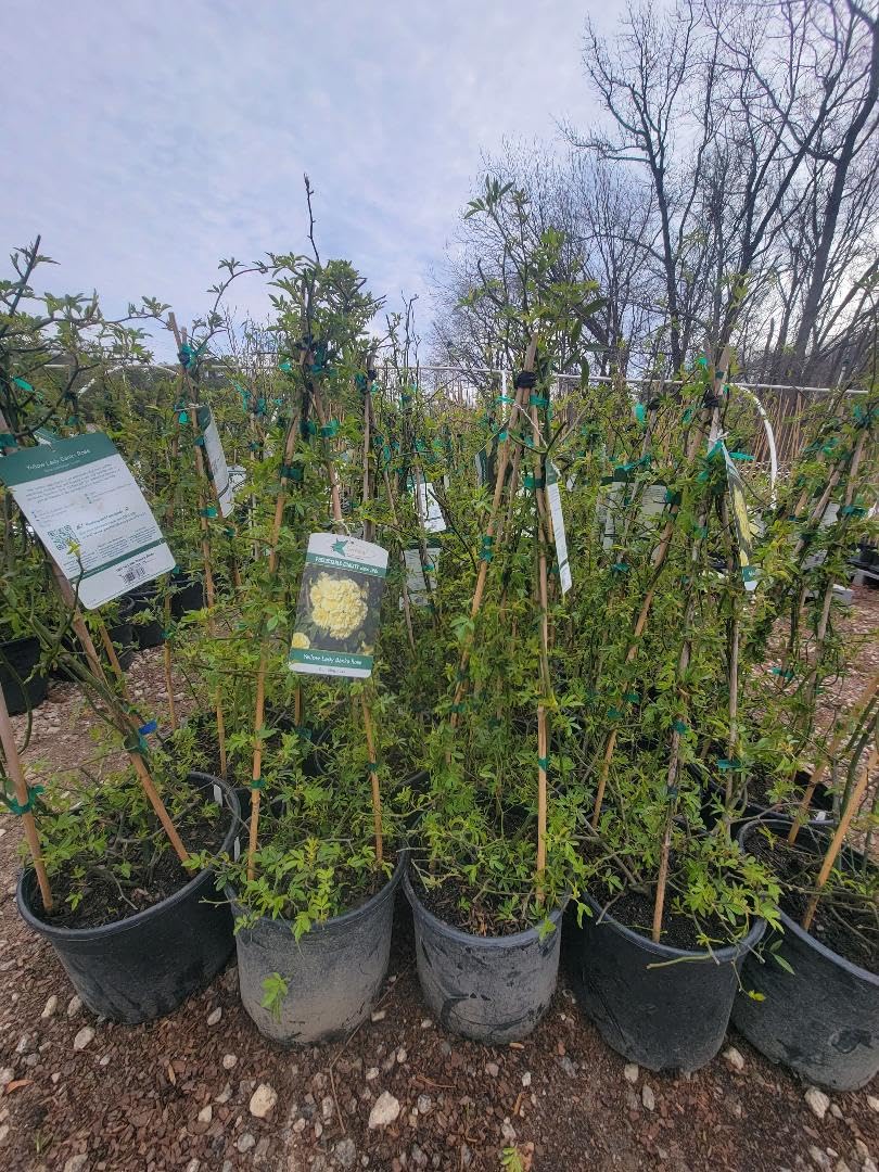 Yellow Lady Banks Climbing Rose - Live Plant - 3 Gallon Pot