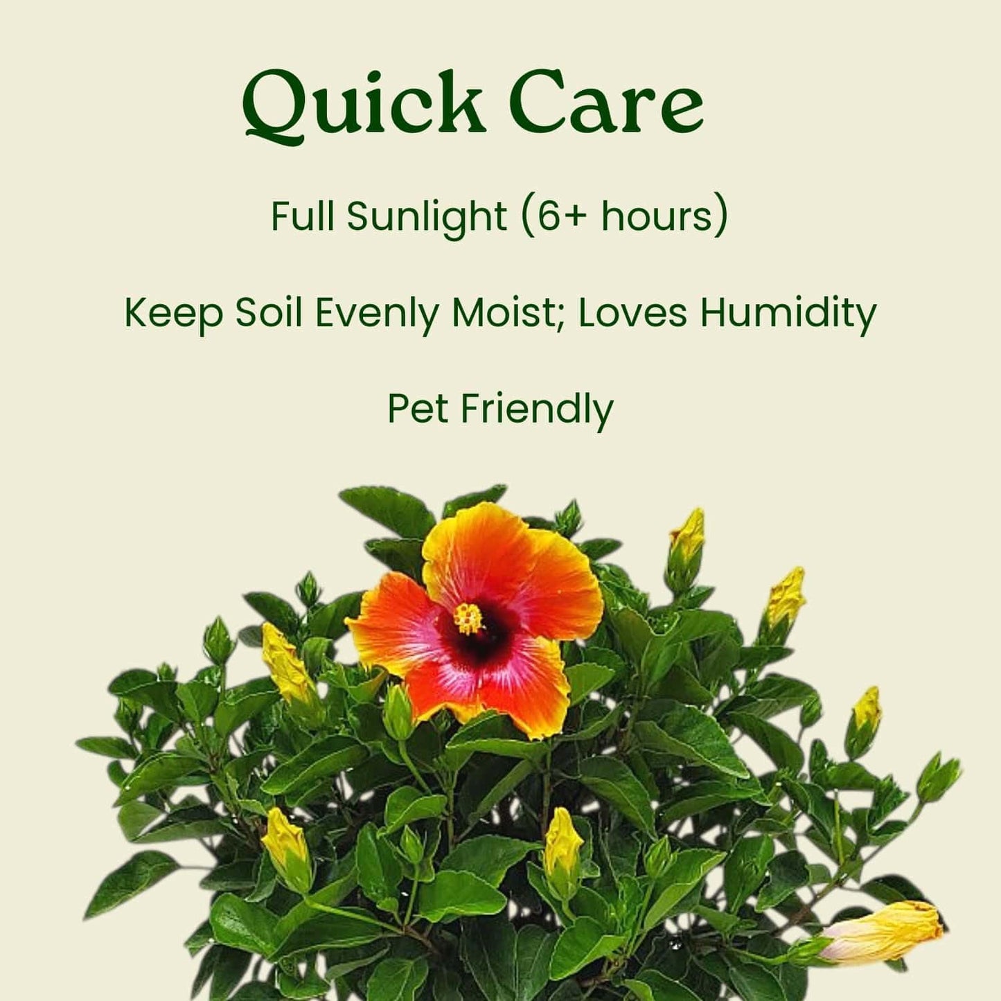 Fiesta Hibiscus Bush - Live Hibiscus Flowering Plant - Tropical Flower Plant - 1 Gallon Planter - Overall Height 10" to 14" - Tropical Plants of Florida