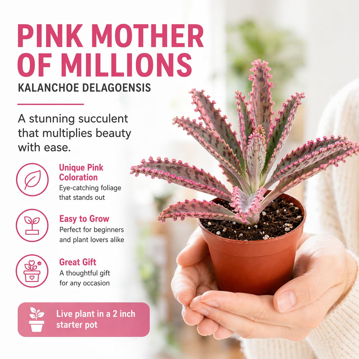 Pink Mother of Millions Live Plant 2 Inch Pot - Kalanchoe Delagoensis Starter - Succulent Easy Care Indoor Houseplant Self Propagating - Rare Pink Succulent - Fast Growing Unique Gift Plant