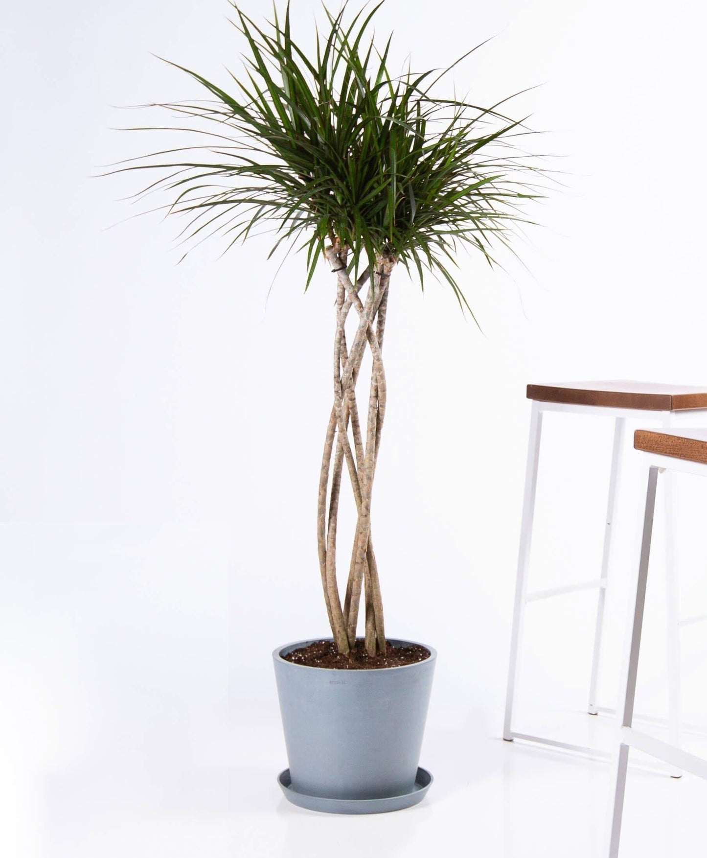 RedCrocus - RedCrocus Dragon Tree Dracaena marginata - Indoor & Outdoor Living Plant, Low Maintenance, Stylish Foliage, Pet Safety Warning 10" Pot