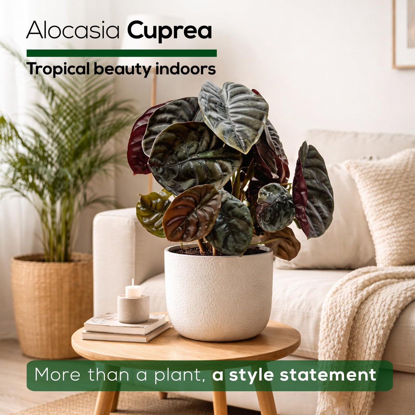 Alocasia Cuprea (4 Pack) Live Plant, Rare Indoor Alocasia, Metallic Leaf Elephant Ear, Tropical Houseplant Live, Starter Size Alocasia Plant, Exotic Foliage Houseplant for Home Decor Indoor Growing