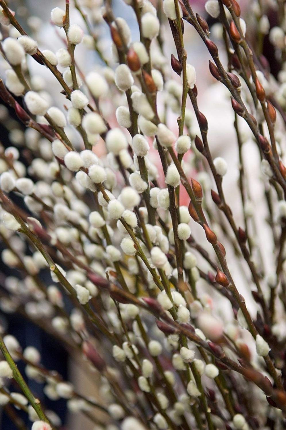 One Pussy Willow Tree Cuttings - Ready to Plant - Salix Discolor - Beautiful Flowering Cat Skins Tree - Attracts Butterflies and Hummingbirds