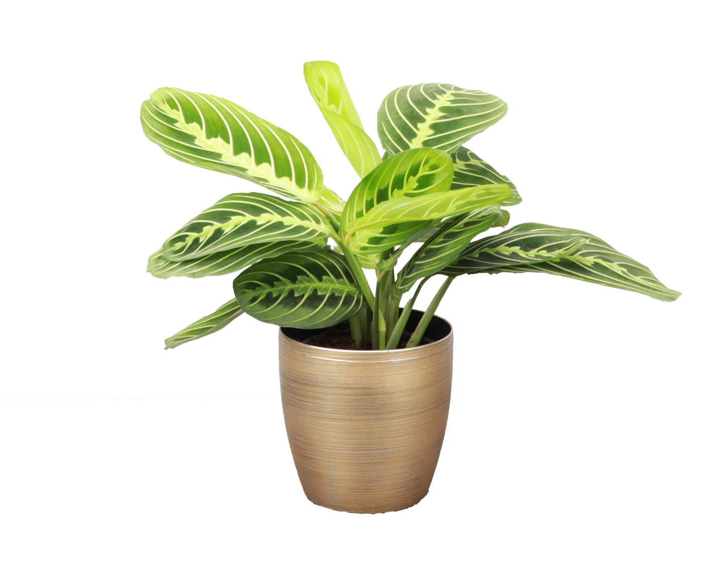 Thorsen's Greenhouse Lemon Lime Prayer Plant, Live Indoor Plant, Pet Friendly, Attractive Houseplant, Lemon Maranta, Natural Air Purifier, Easy to Grow, 4" Diameter Pot (Gold)