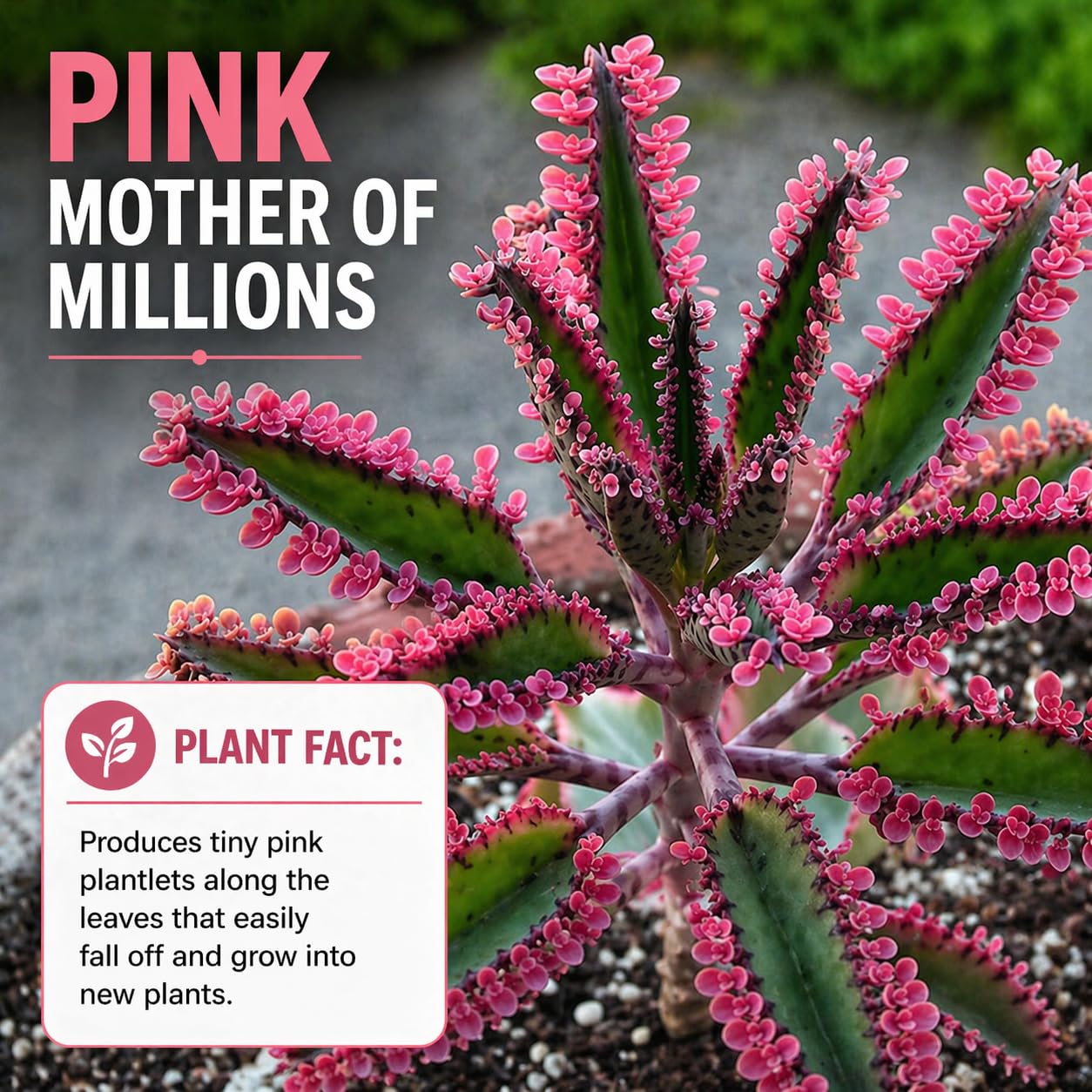 Pink Mother of Millions Live Plant 2 Inch Pot - Kalanchoe Delagoensis Starter - Succulent Easy Care Indoor Houseplant Self Propagating - Rare Pink Succulent - Fast Growing Unique Gift Plant