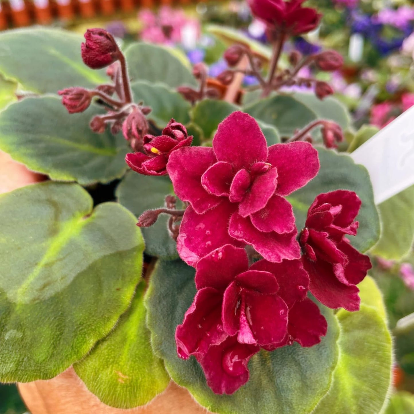African Violets Live Plants Houseplants, African Violet Flower 4 Inches Pot, Live African Violet Plant Indoor (Burgundy Red)