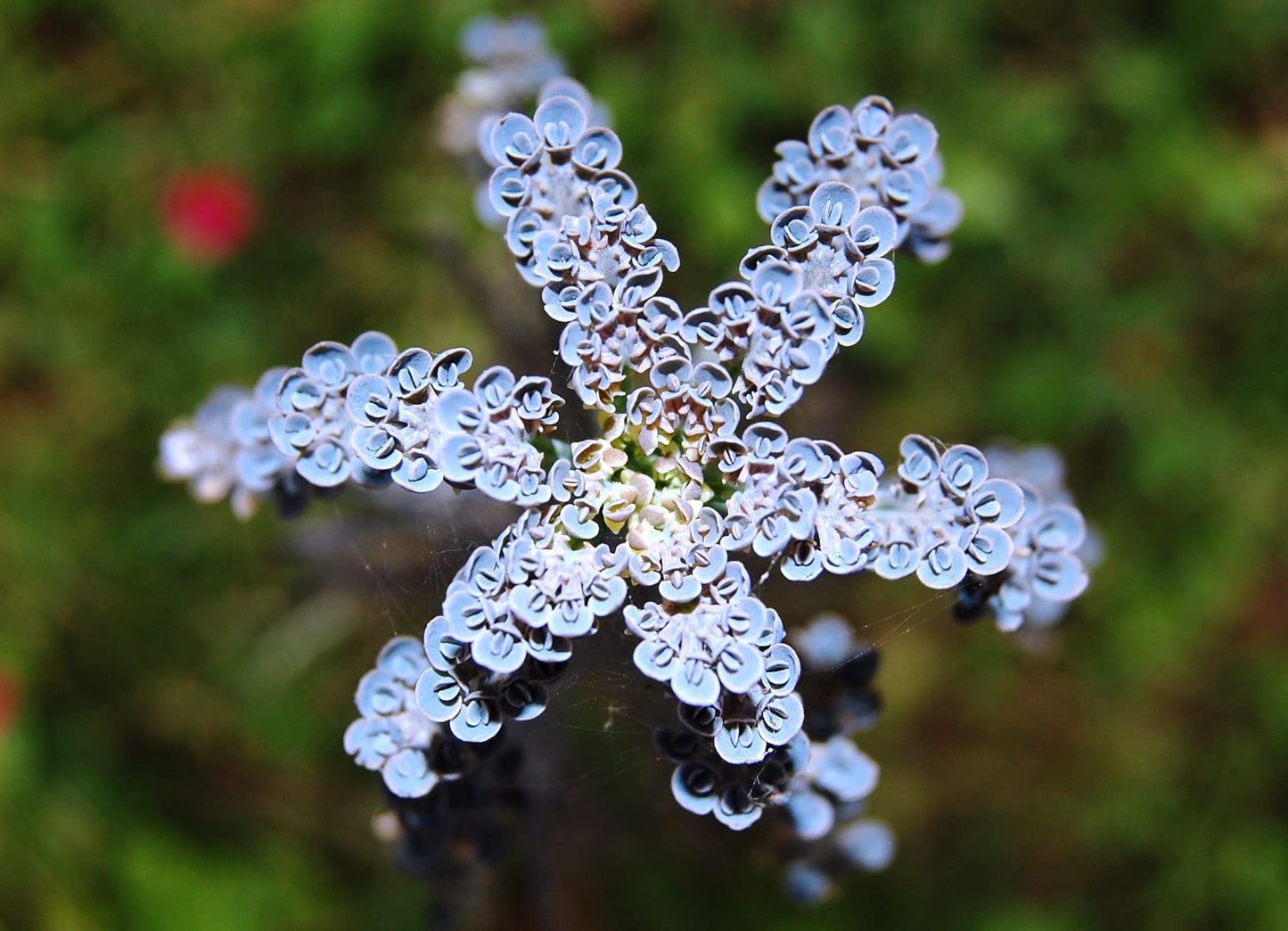 Kalanchoe Mother of Millions - Live Plant in a 2 Inch Pot - Kalanchoe Tubiflora - Beautiful Indoor Outdoor Cacti Succulent Houseplant