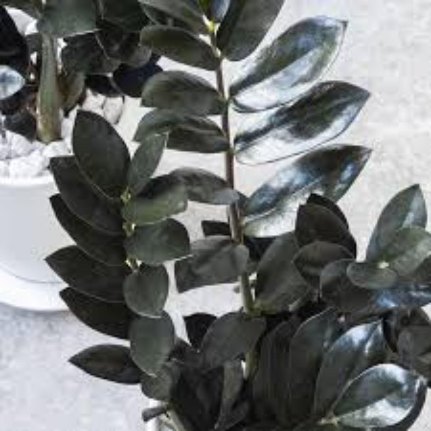 Live Black ZZ Plants, Black ZZ Plant Live Houseplants for Planting Indoor 3 Inch Pot
