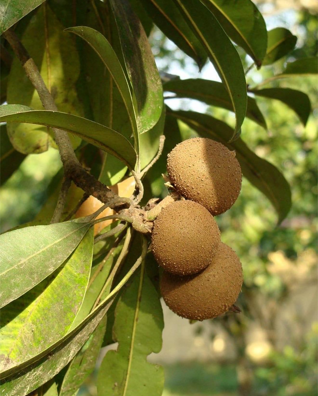 Big Sapodilla, sapote (Manilkara zapota) Nispero Live Tree(2ft-3ft Tall) chicozapote (Varieties: Alano, hasya, makok, molix, Morena, tikal)