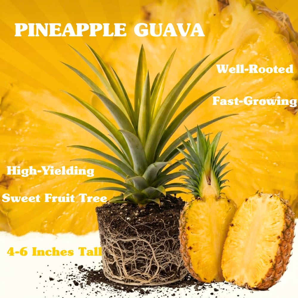 2 Elite Gold Pineapple Plant Live, Pineapple Tree Shrub Bush for Outdoor Planting, Sweet Fruit Tree, Hardy and Well-Rooted, 4-6 Inches Tall