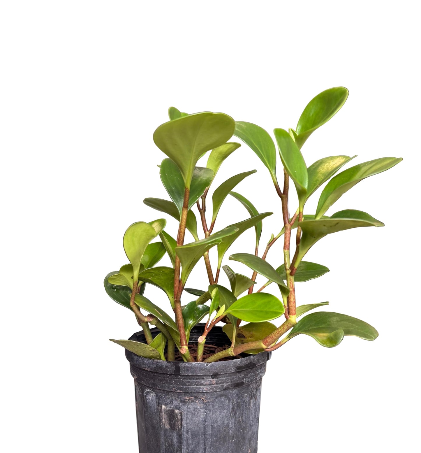 Plant of Money. Peperomia obtusifolia, Live Indoor Plant, 4 inch Pot.