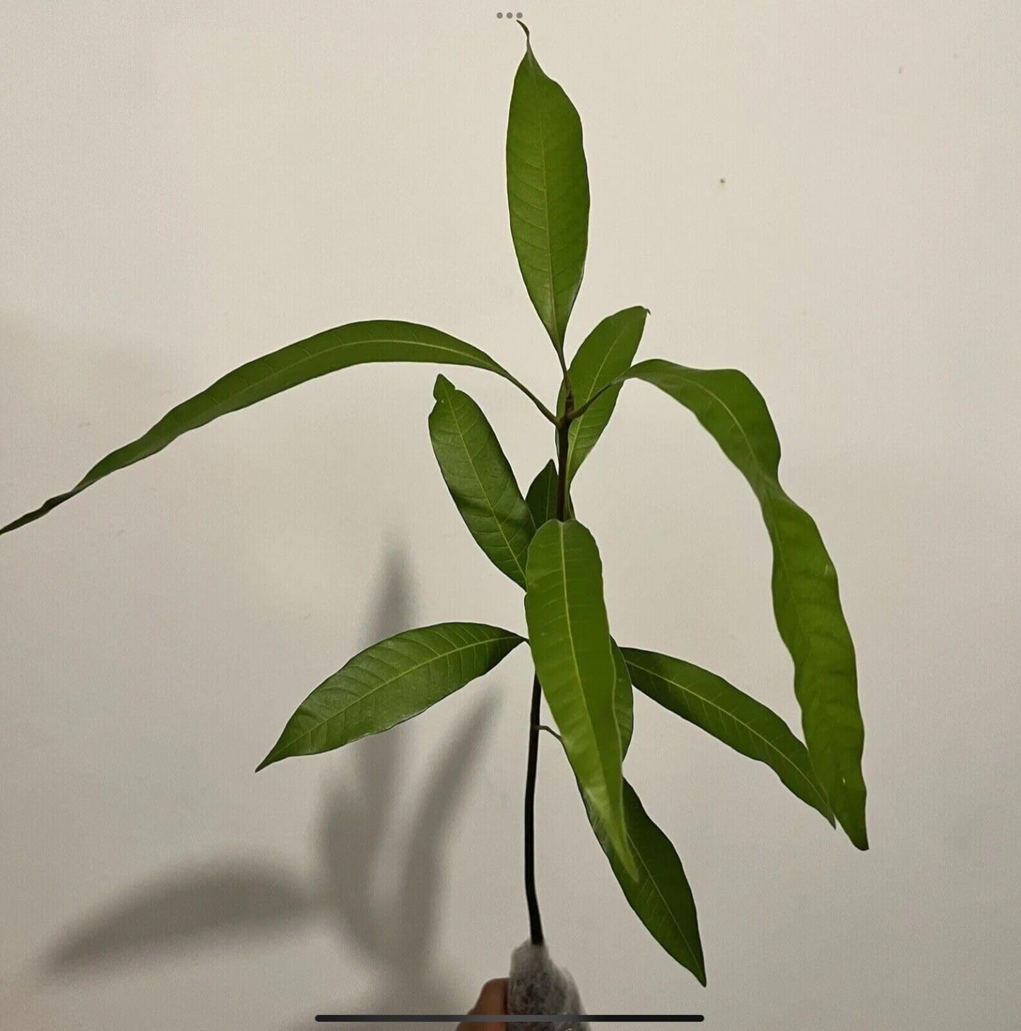 Live Plant - Mango Haden (mangifera) Tropical Fruit Tree 12″-24″