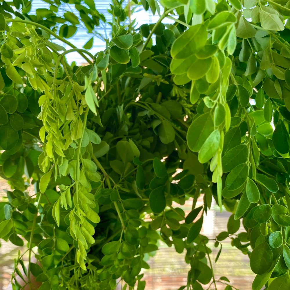2PPP Moringa Tree Plant Live, Moringa Oliefera Plant, Well Rooted, 4-7" in Height in 4" Pot for Growing