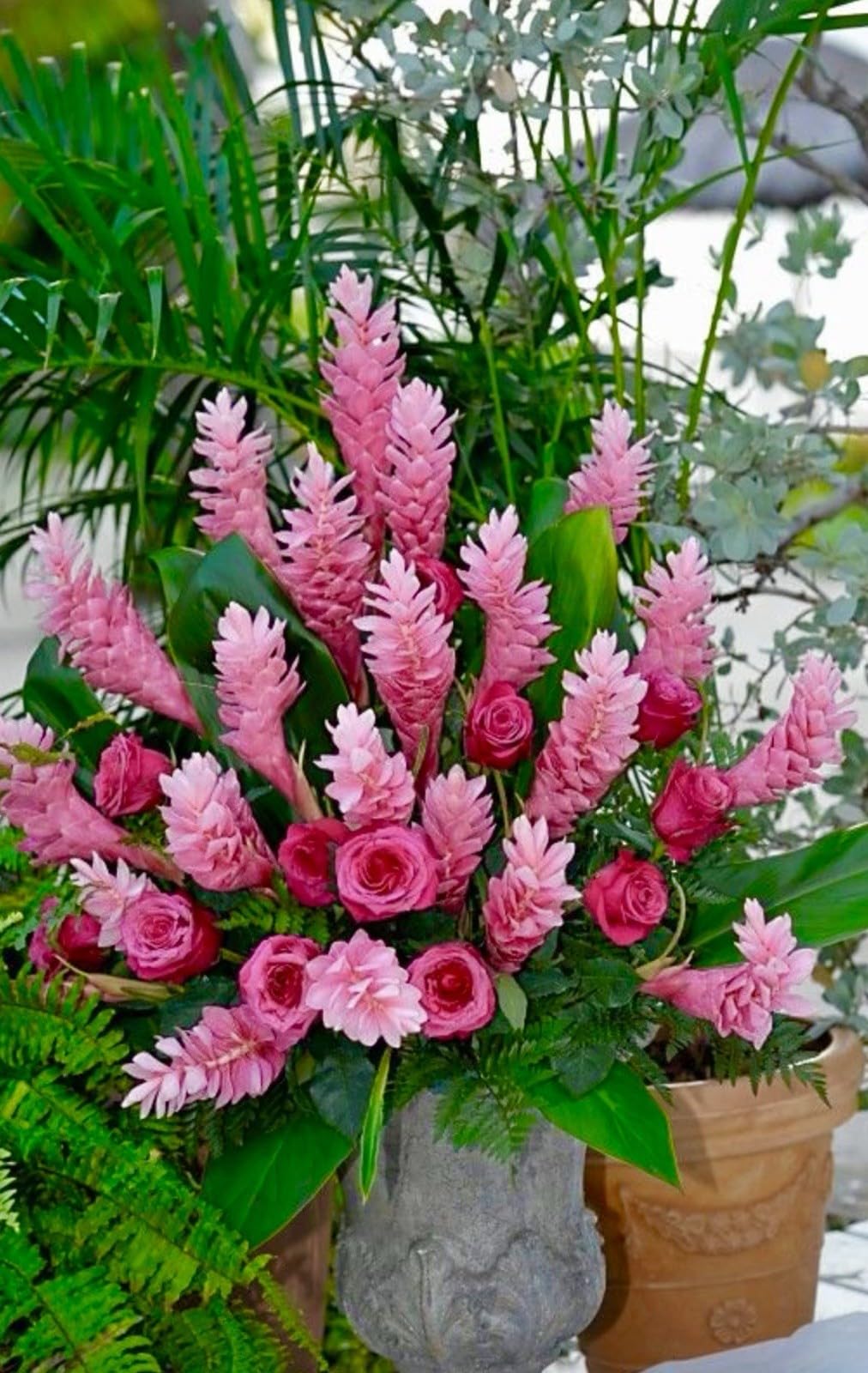 Live Plant - Hawaiian Hot Pink Ginger-Alpinia Purpurata- Small Rooted Starter Plant