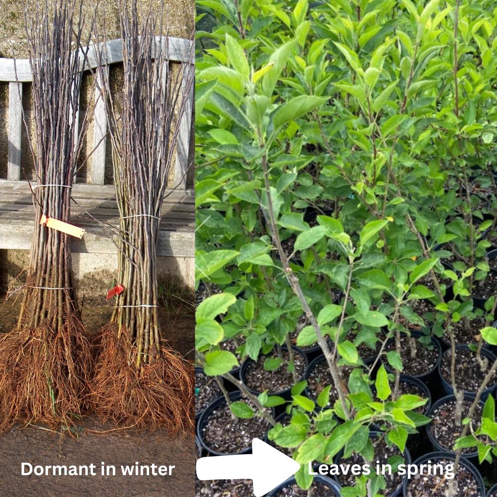 Black Apple Tree Live Plant, Sweet Apple Plant Live for Planting 18-24 Inch Tall, Bareroot, Live Apple Tree Plant, Black Apple Fruit Tree Ready to Grow Your Garden