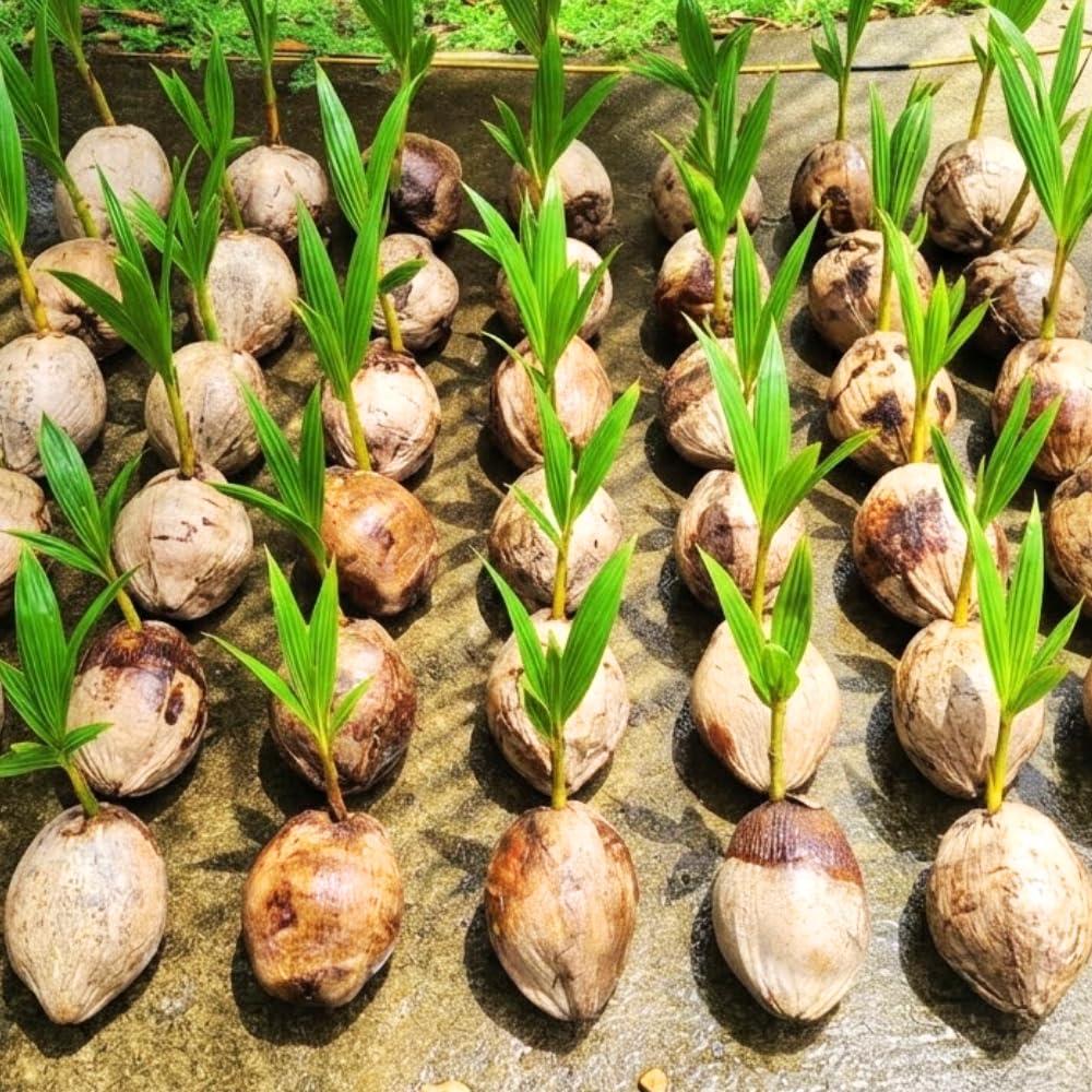 Yellow Coconut Tree Live Plants, Live Sprouted Coconut for Edible Gardening, Sweet Tropical Fruit Tree for Zones 10-11, 6-8 Inch Tall