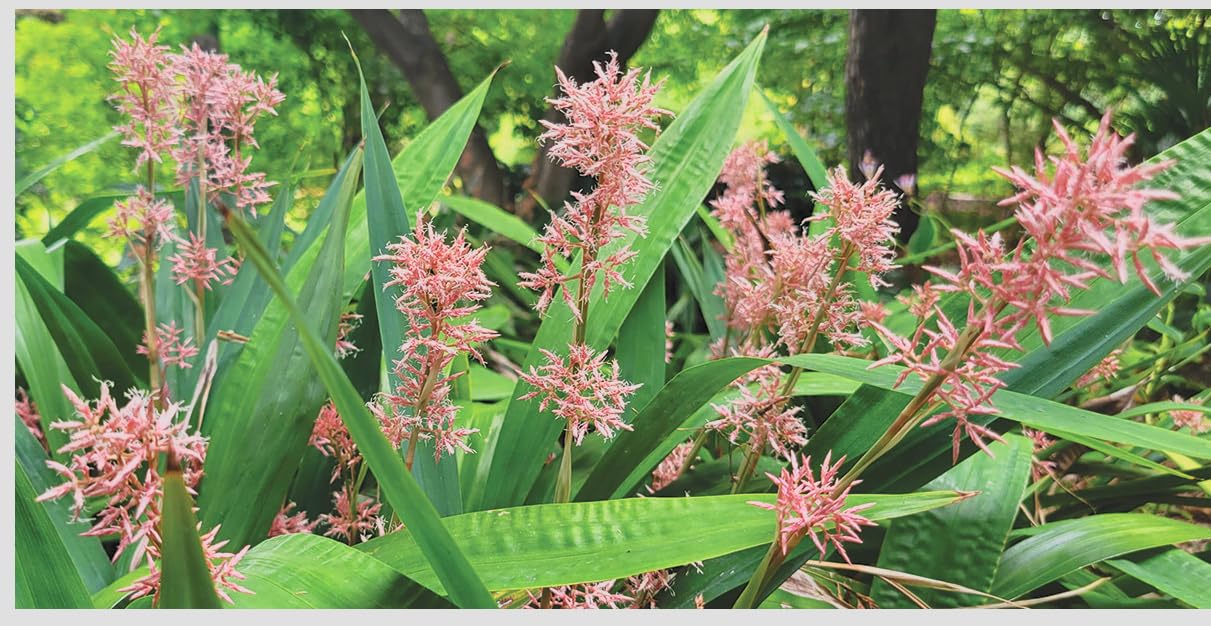 Carex scaposa Live Plant – Chinese Pink Fairy Sedge – Evergreen Ornamental Grass – Pink Plume Flowers – Shade Loving – 3.5” Pot – Zones 7a–9b