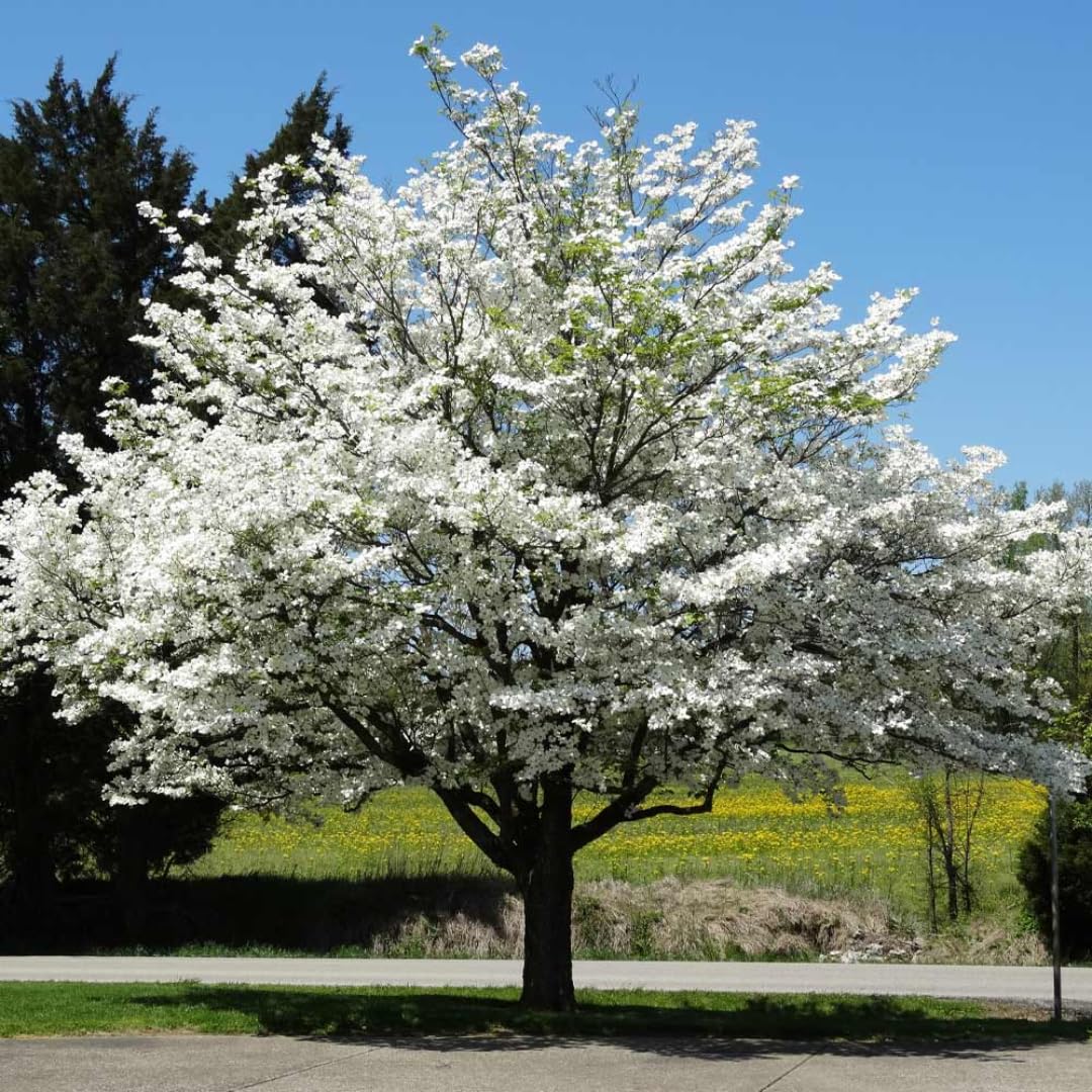 Dormant Dogwood Tree Live Plant, 9 Months Old 6-12 Inch Tall in Quart Pot, Dogwood Tree Potted, Perennial, Well Rooted Plants, Cold Hardy (White Kousa)