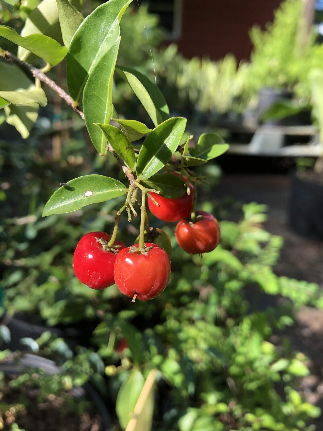 Barbados Cherry Tree - Live Plant in a 4 Inch Grower's Pot - Malpighia Emarginata - Edible Fruit Bearing Tree for The Patio and Garden