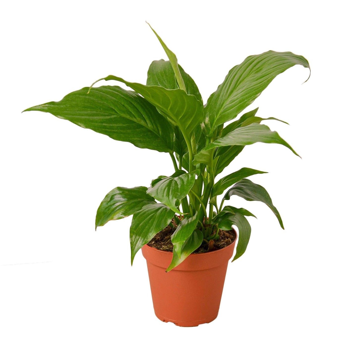 Spathiphyllum 'Peace Lily' | Live Plant for Indoor & Outdoor | for Living Room, Office, Bathroom | (3" Pot)
