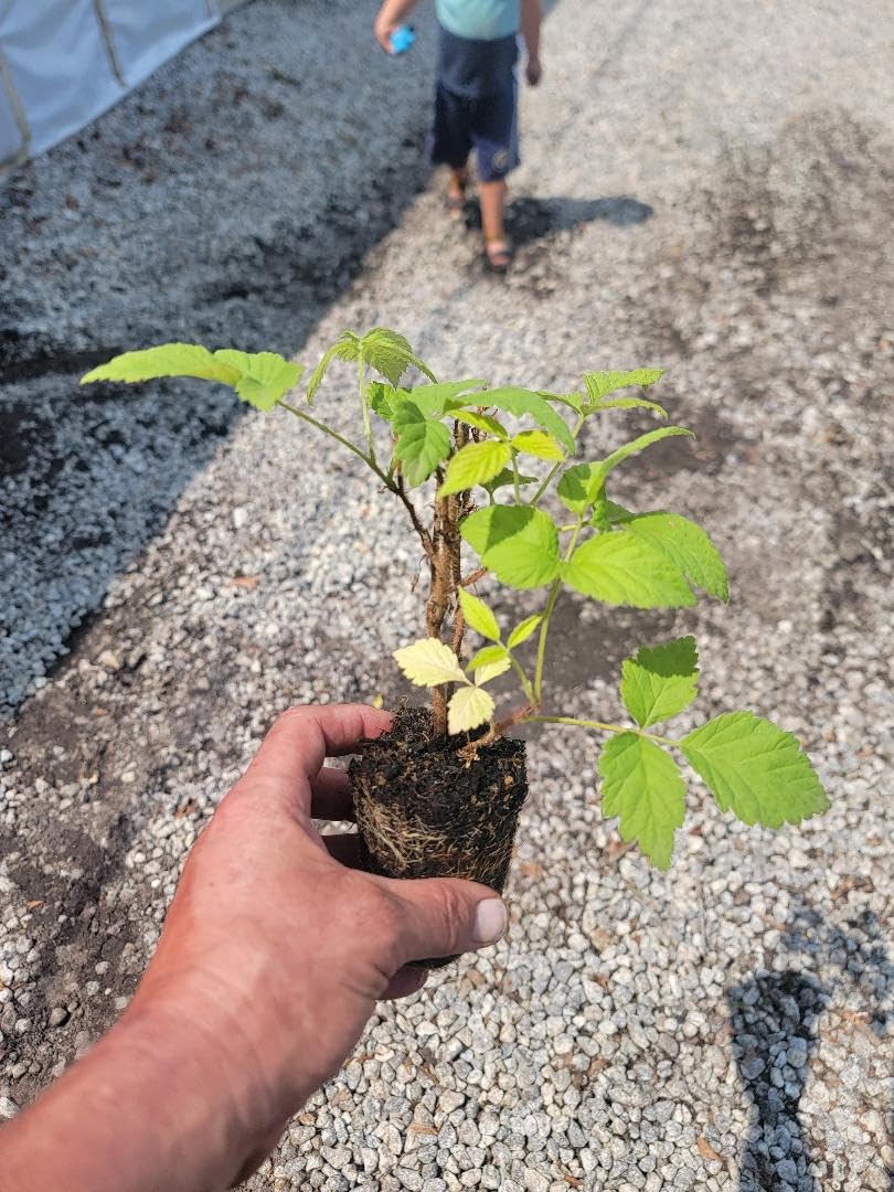 (1) - Fall Gold Everbearing Raspberry - Starter Plant (L4) (1 Live Plant)