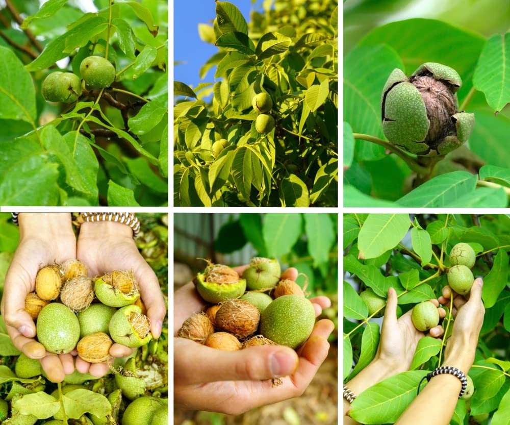 Carpathian Walnut Tree Seedlings for Planting - English Walnut, Juglans regia (3 Seedlings) - No Ship to California