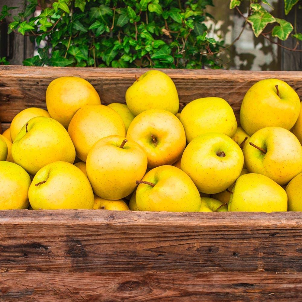 Brighter Blooms - Golden Delicious Apple Tree, 4-5 ft. - No Shipping to AK, AZ, CA, HI, ID, OR, WA