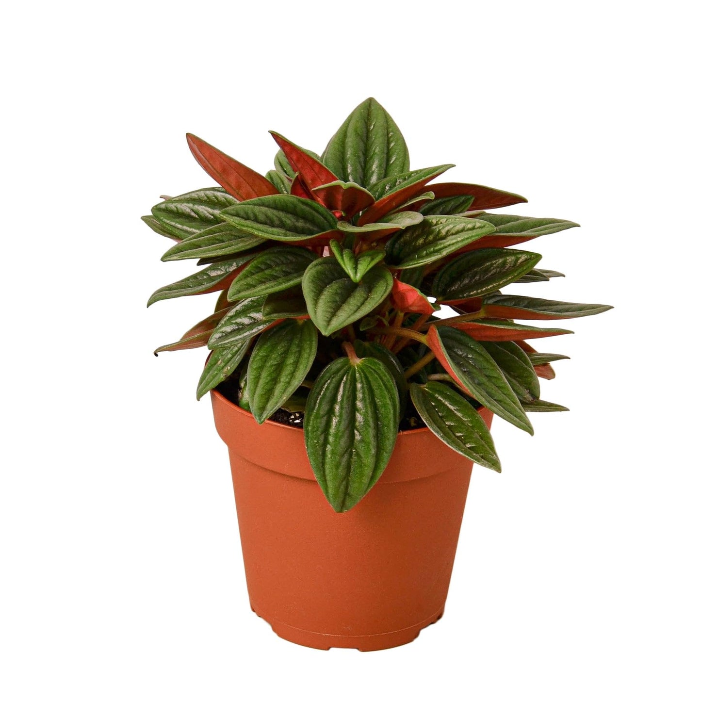Peperomia Rosso | Live Plant for Indoor & Outdoor | for Living Room, Office, Bathroom | (4" Pot)