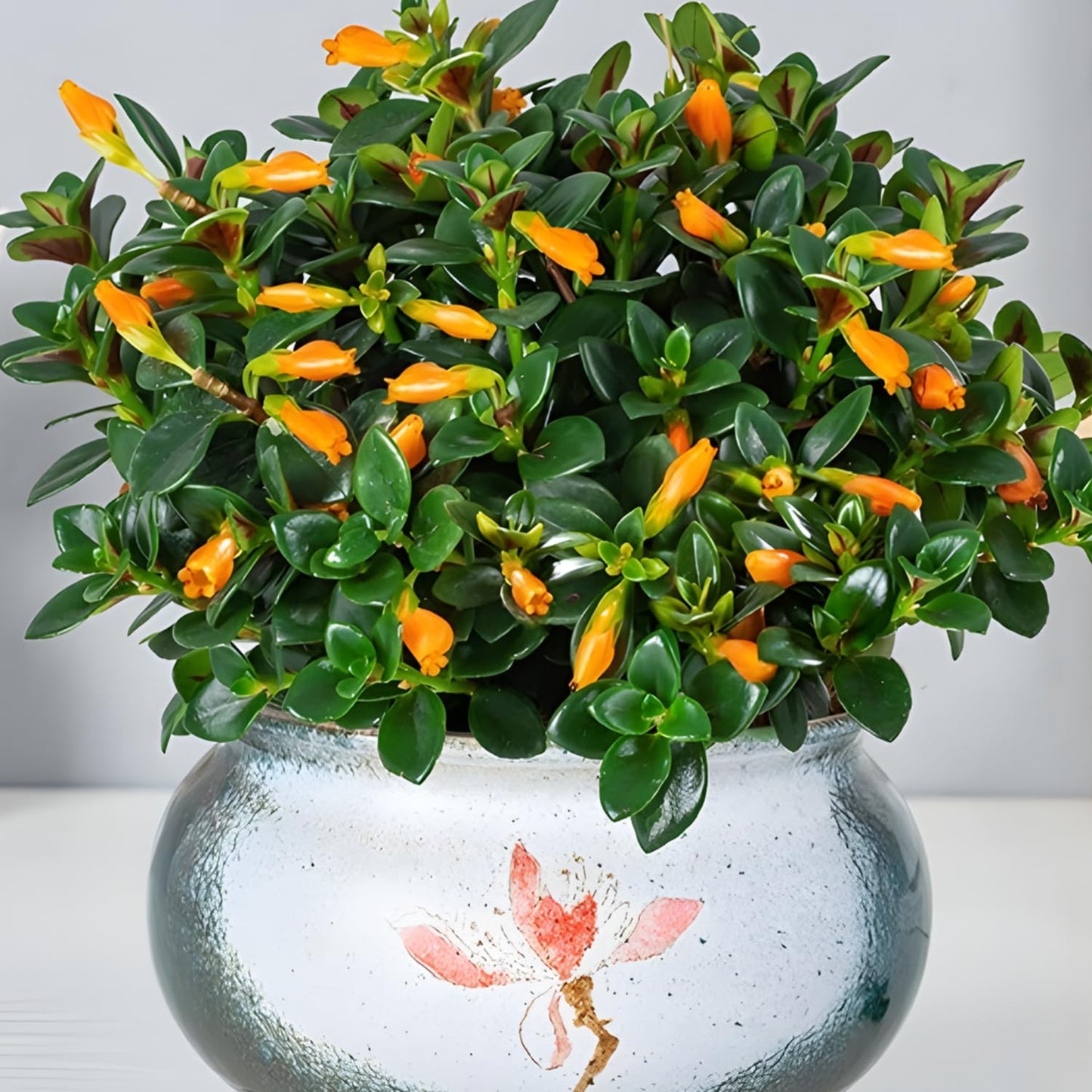 Goldenfish Plant for Planting in 4-Inch Pot | Vibrant Trailing Goldfish Live with Orange Blooms | Perfect for Indoor Displays | Unique Gift for Plant Enthusiasts