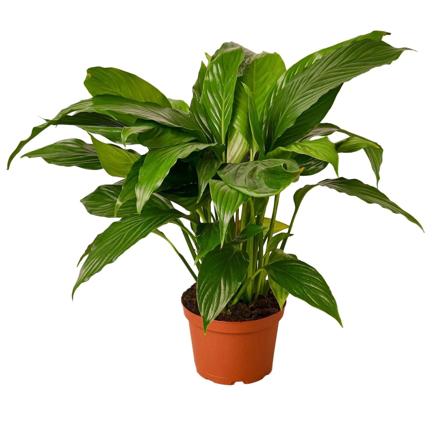 Spathiphyllum 'Peace Lily' | Live Plant for Indoor & Outdoor | for Living Room, Office, Bathroom | (3" Pot)