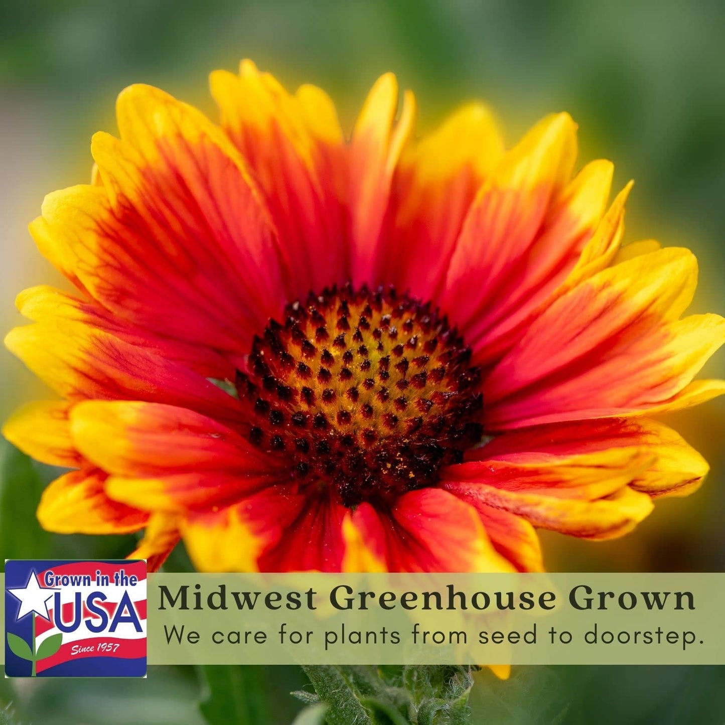 Clovers Garden Blanket Flower (Gaillardia) Arizona Sun Plants – Two (2) Live Plants – Non-GMO - Not Seeds - Each 4" to 8" Tall – in 4" Inch Pots – Hardy Flowering Perennial, Pollinator Favorite