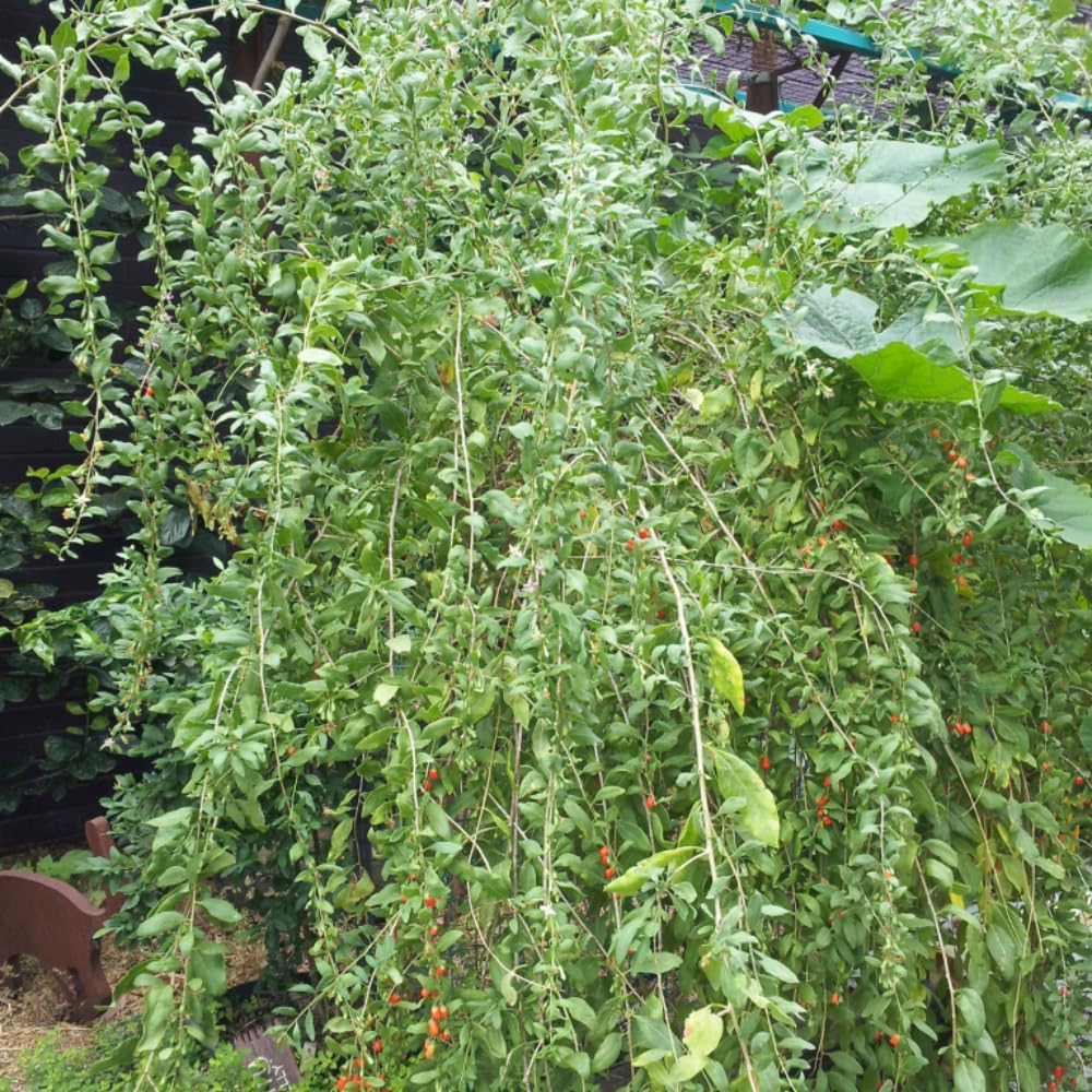 2 Goji Berry Plants Live, 5-9 Inch Tall, Red Goji Berry Bush Live Shrub to Grow Indoor Outdoor Home Garden