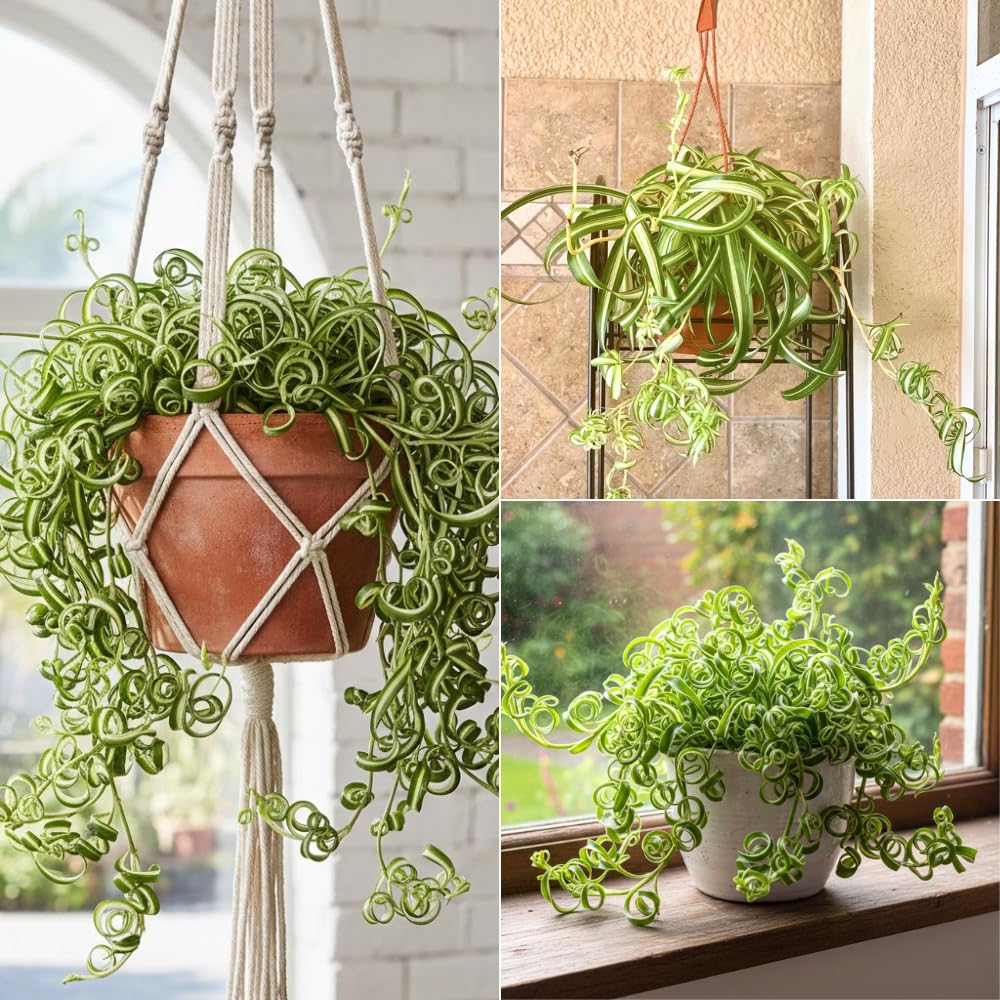 Curly Spider Plant, Spider Plant Live Houseplant, Well Rooted in 2 Inc Pot, 3-5 Inc Tall, Variegated Foliage, Easy Care Houseplant for Home and Office Decoration