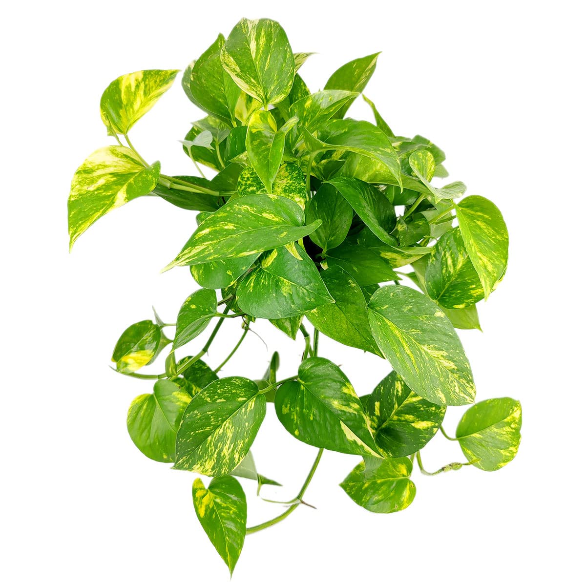 Golden Pothos (4" Grower Pot) - Trailing Air- Purifying, Easy to Grow Houseplant - Live Healthy Houseplant for Home Office Decoration