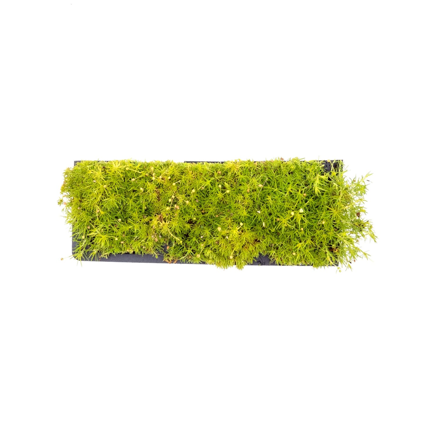 3 Scottish Moss – Soft Golden Evergreen Groundcover for Rock Gardens, Pathways & Containers (Sagina subulata ‘Aurea’) in 2.5″ Cubes, Live Plants