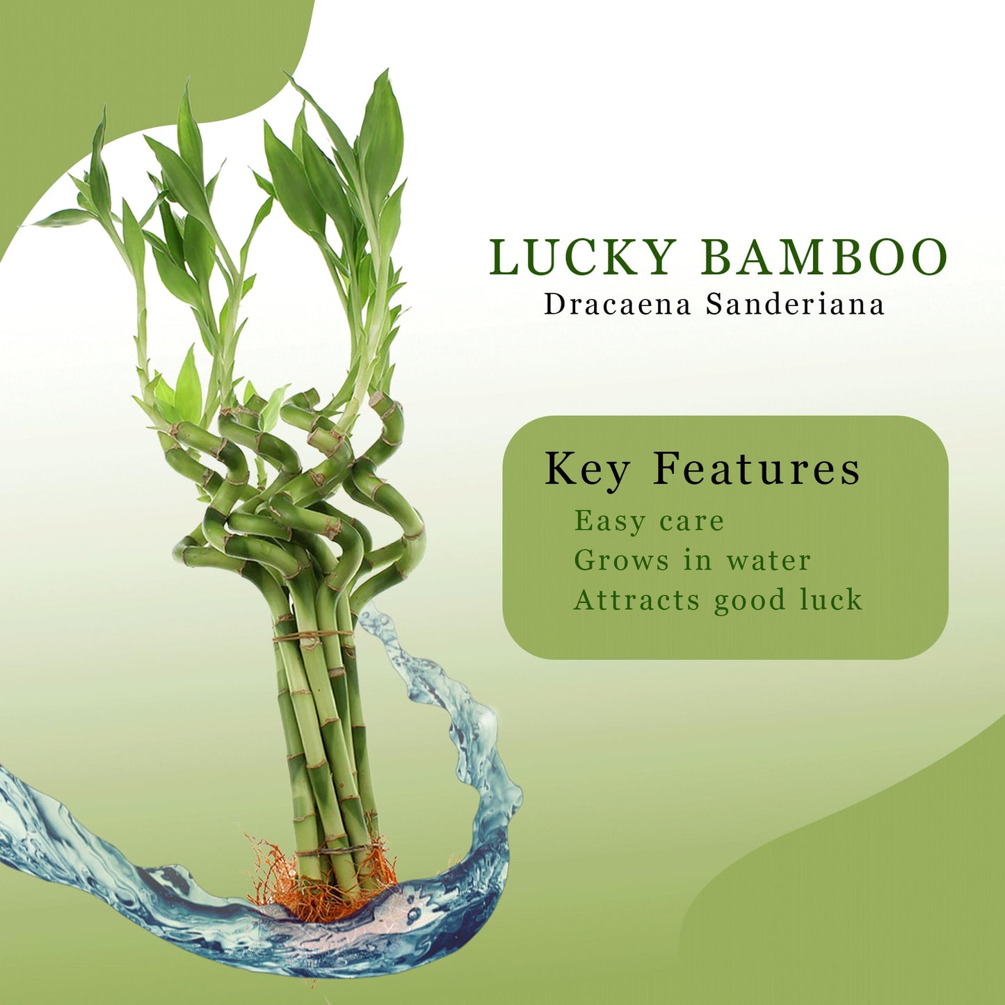 NW Wholesaler - 4" Live Lucky Bamboo Plant - Bundle of 10 Stalks - Live Indoor Houseplants for Home Decor, Live Bamboo Plant, Indoor Low Light Plants, Feng Shui (10)