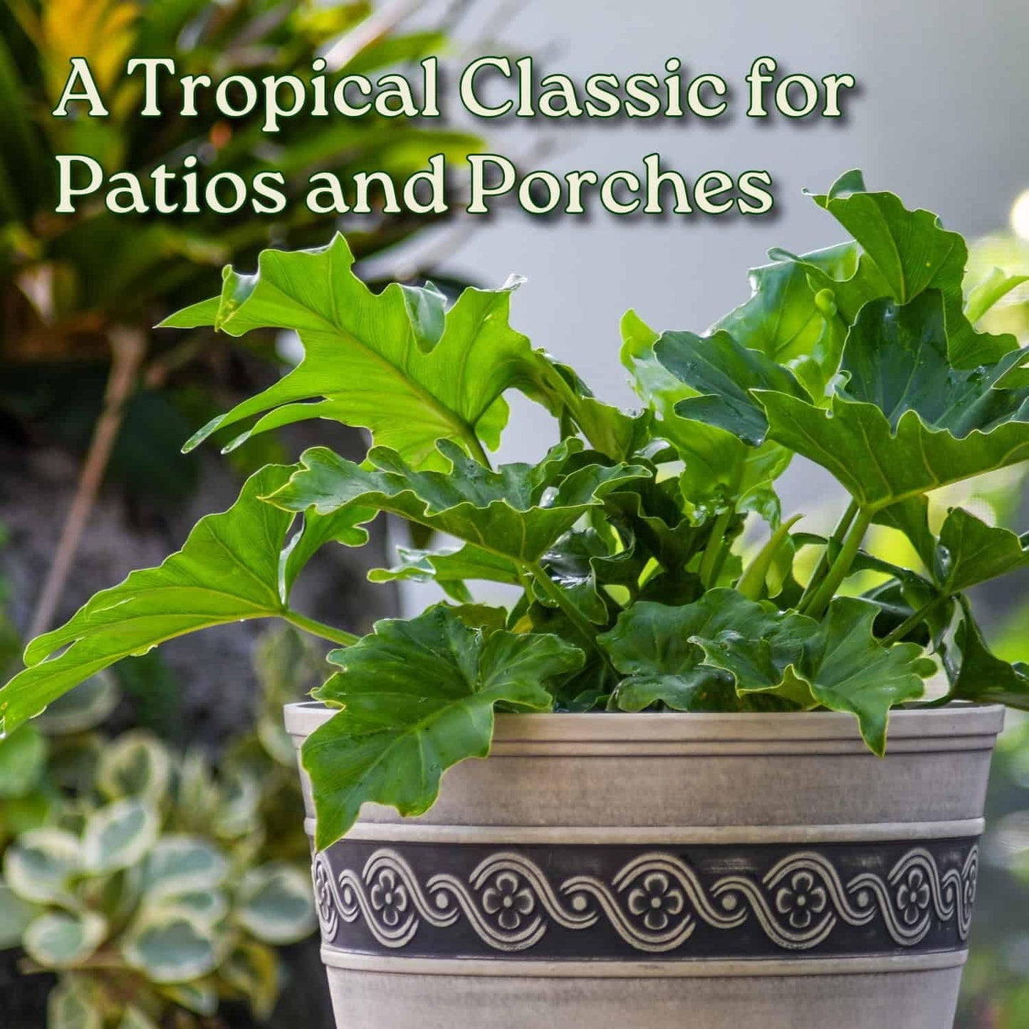Philodendron Selloum - Tree Philodendron Plant Live - Philodendron House Plants - Overall Height 20" to 24" - Tropical Plants of Florida (Plant in Growers Pot)